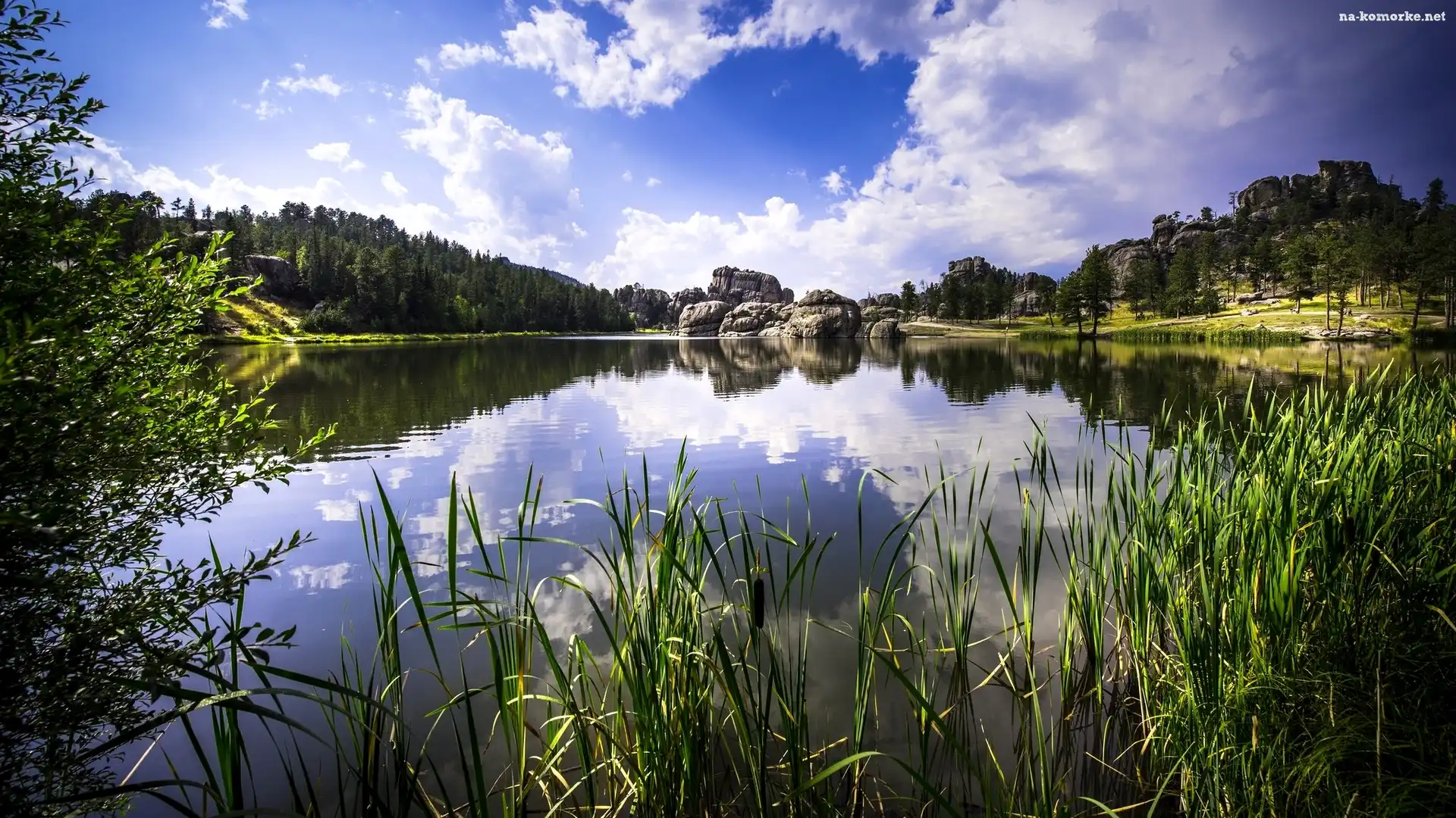 Trzciny, Jezioro, Skały, Drzewa, Trawy