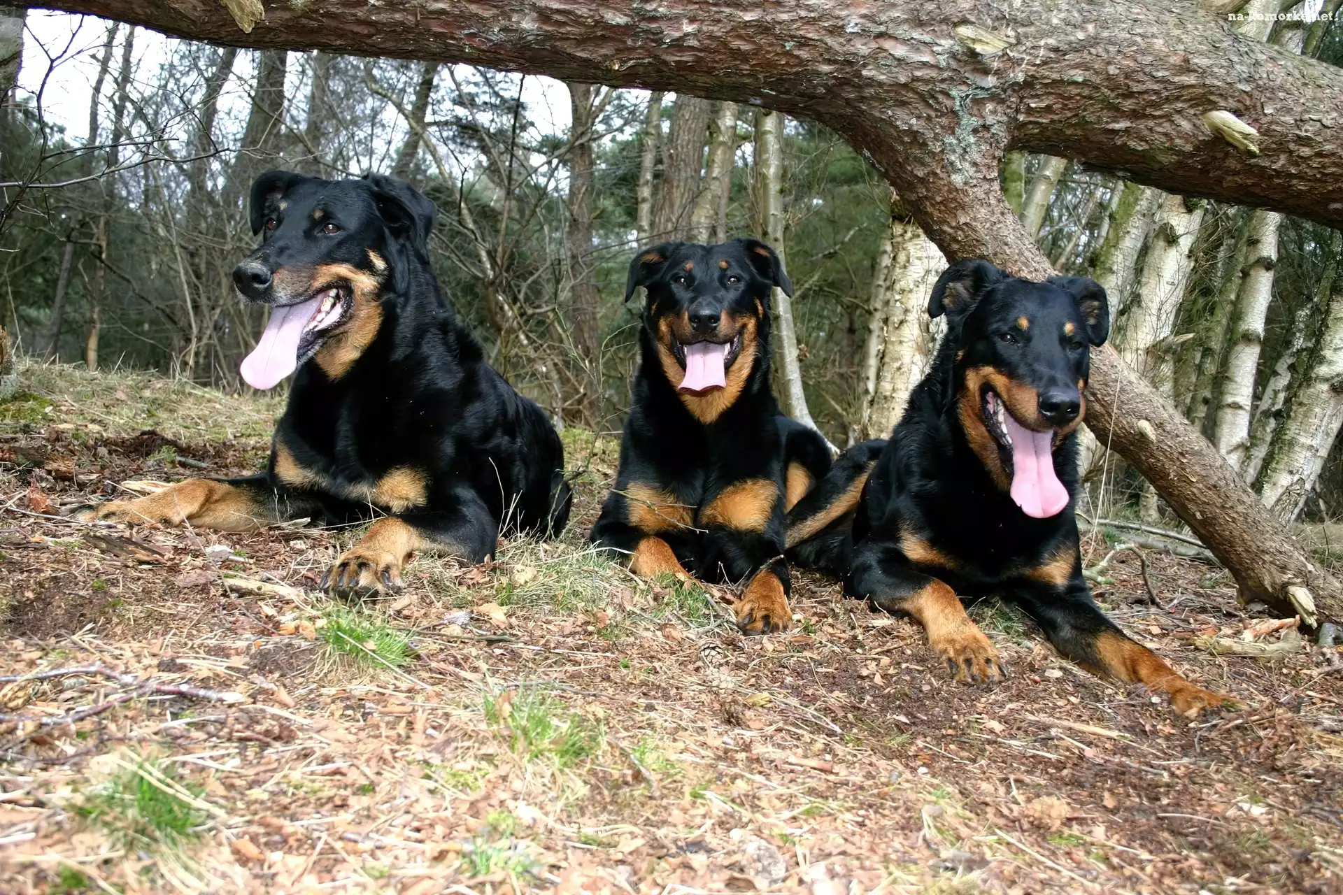 Trzy, drzewo, Beaucerony, przewrócone