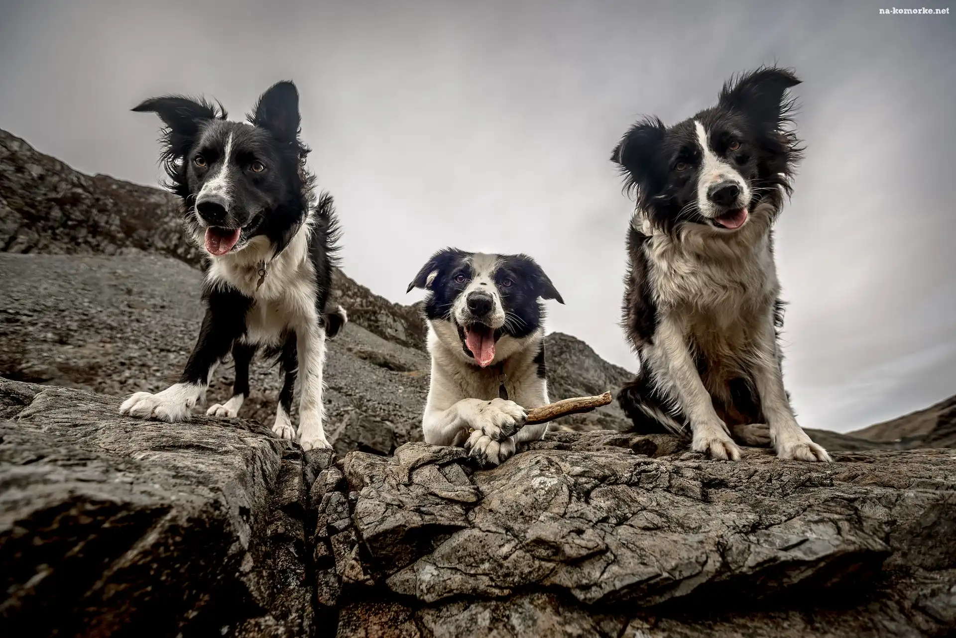 Trzy, Skały, Psy, Border collie