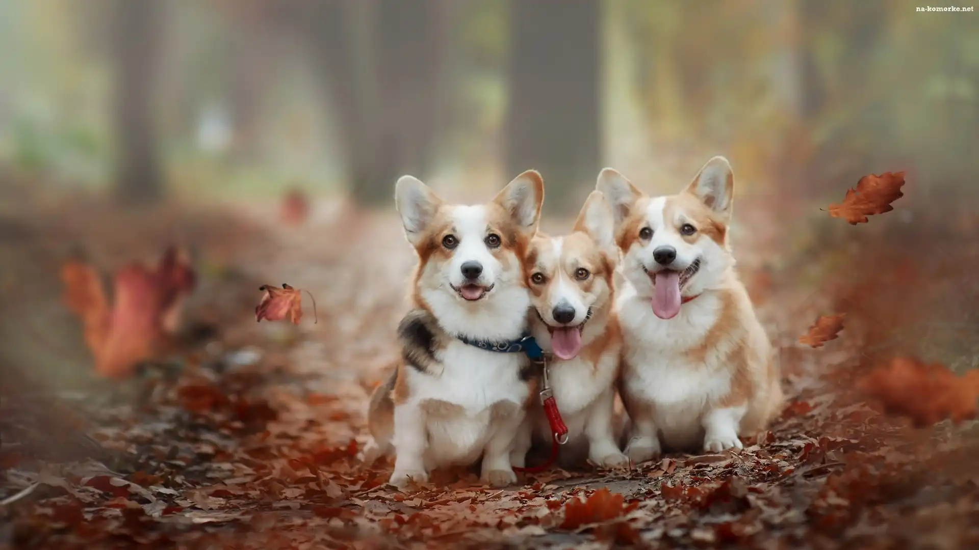 Trzy, Liście, Psy, Welsh corgi pembroke