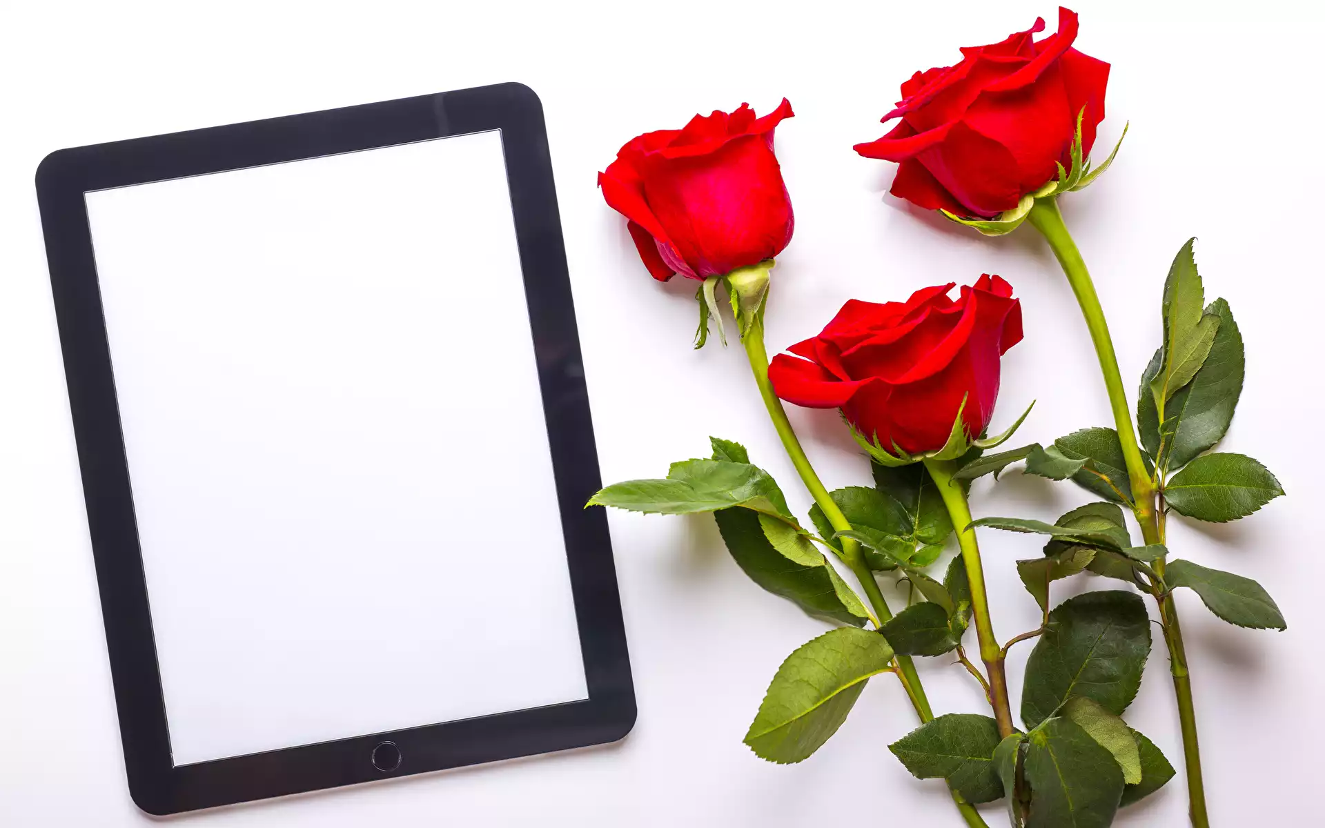 Czerwone, Trzy, Kwiaty, Tło białe, Róże, Tablet