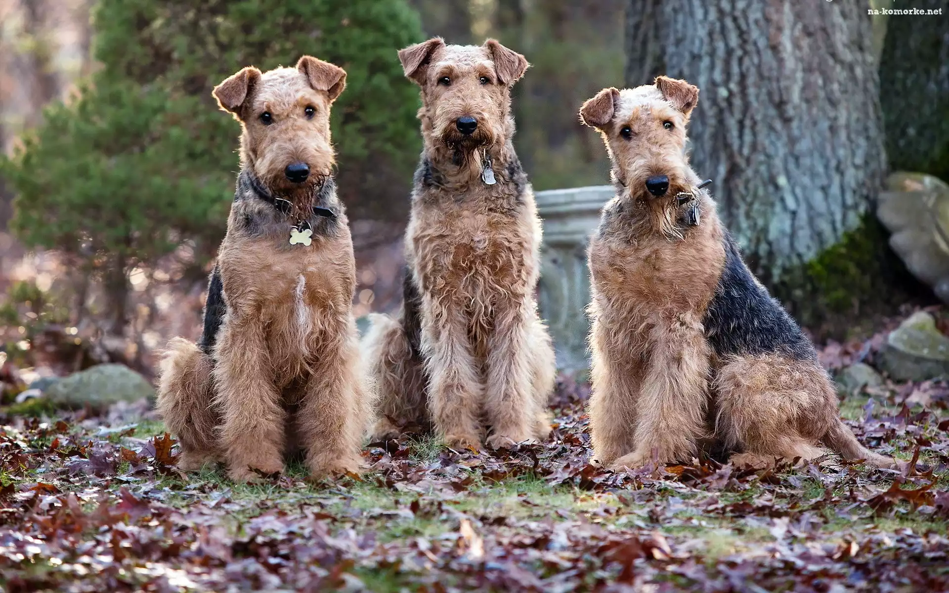 Trzy, Psy, Wire Haird Terrier