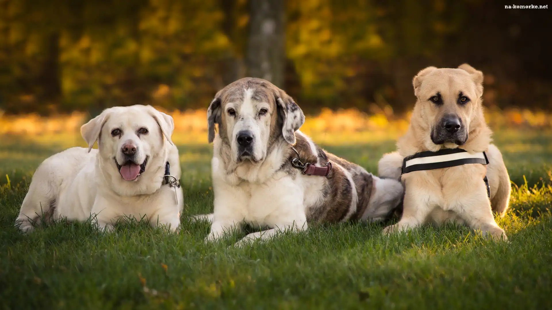 Trzy, Mastif hiszpański, Psy, Labrador retriever