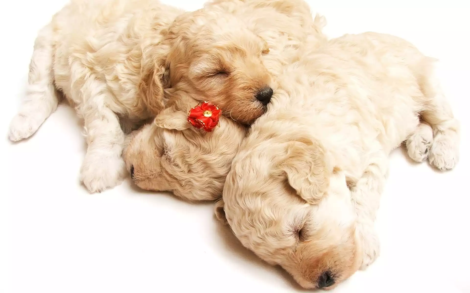Trzy, Szczeniaczki, Golden Retriever