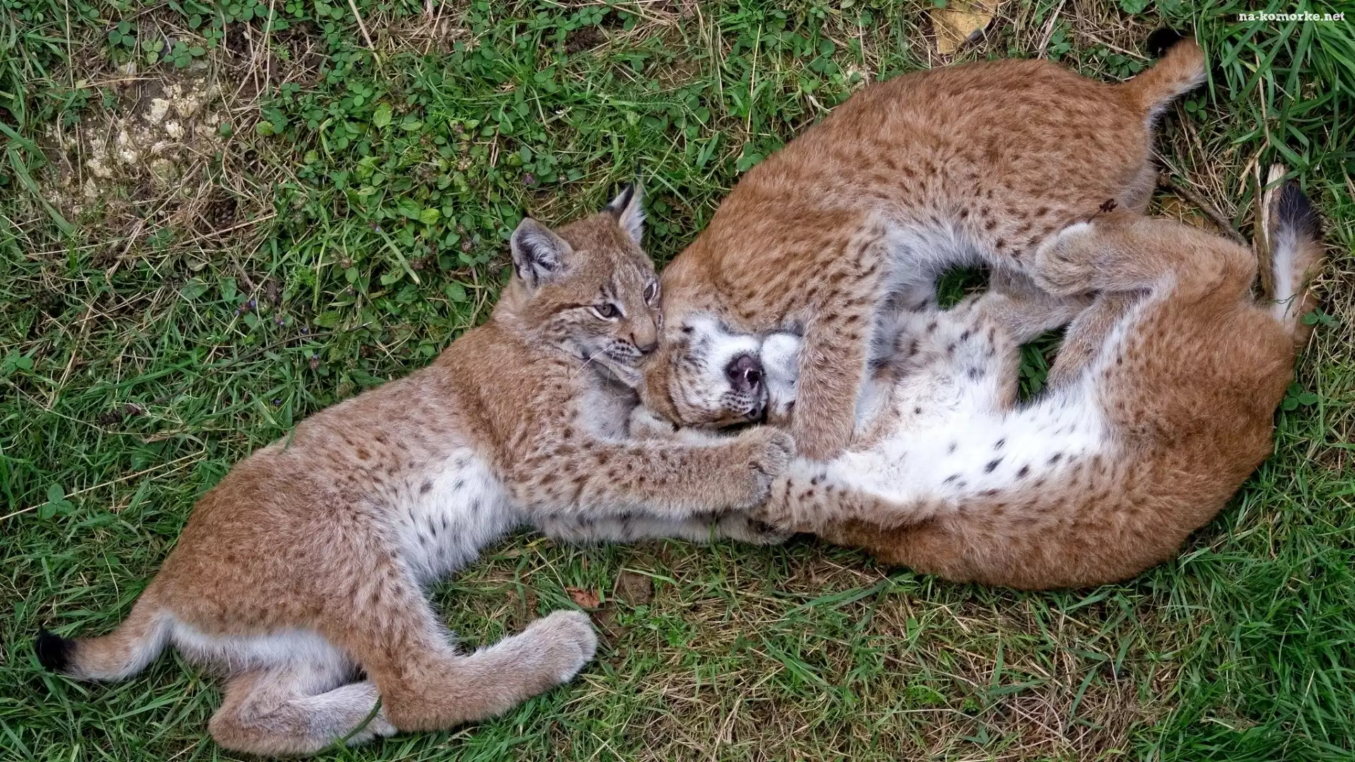 Trzy, Trawa, Młode, Rysie
