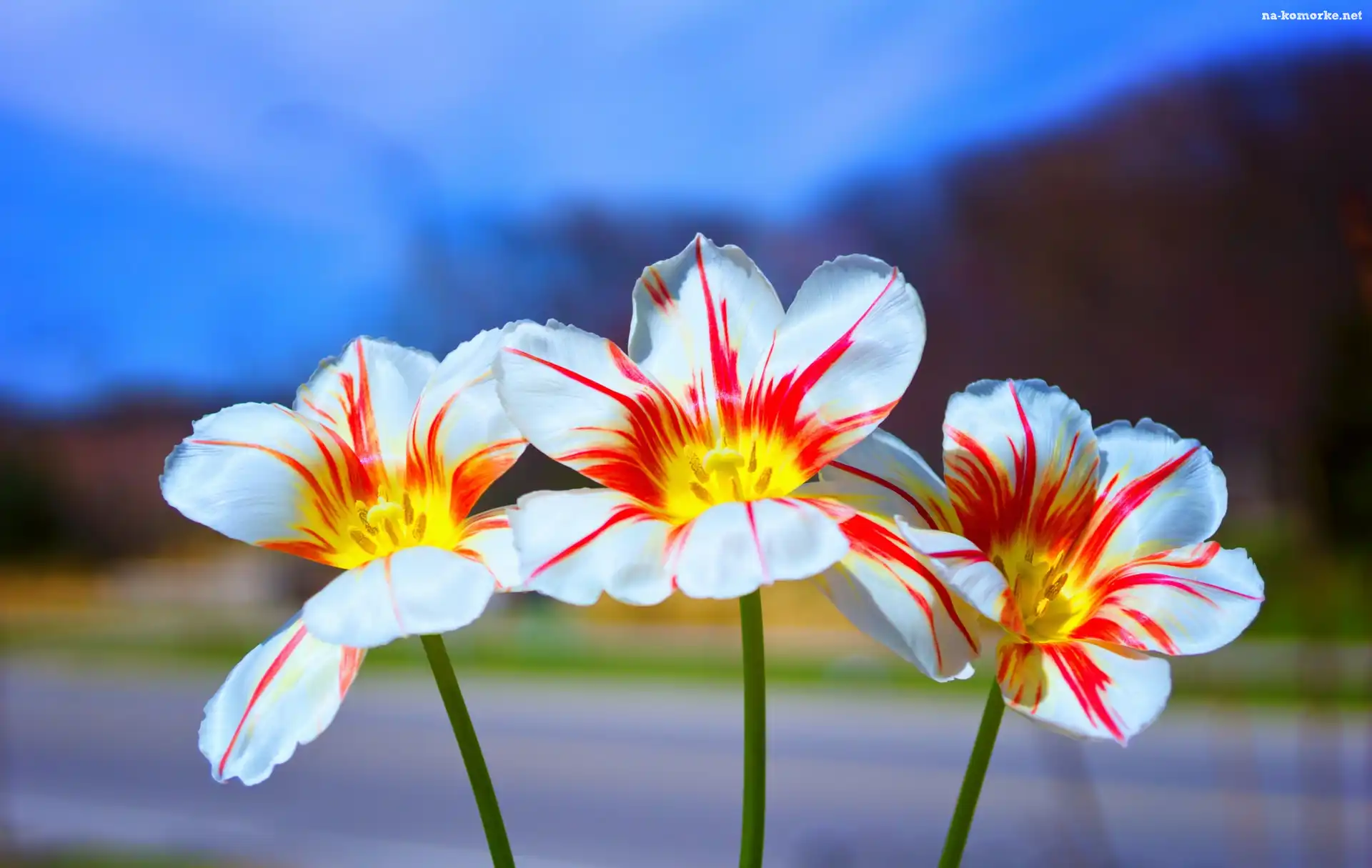 Trzy, Tulipany, Mocno, Rozwinięte