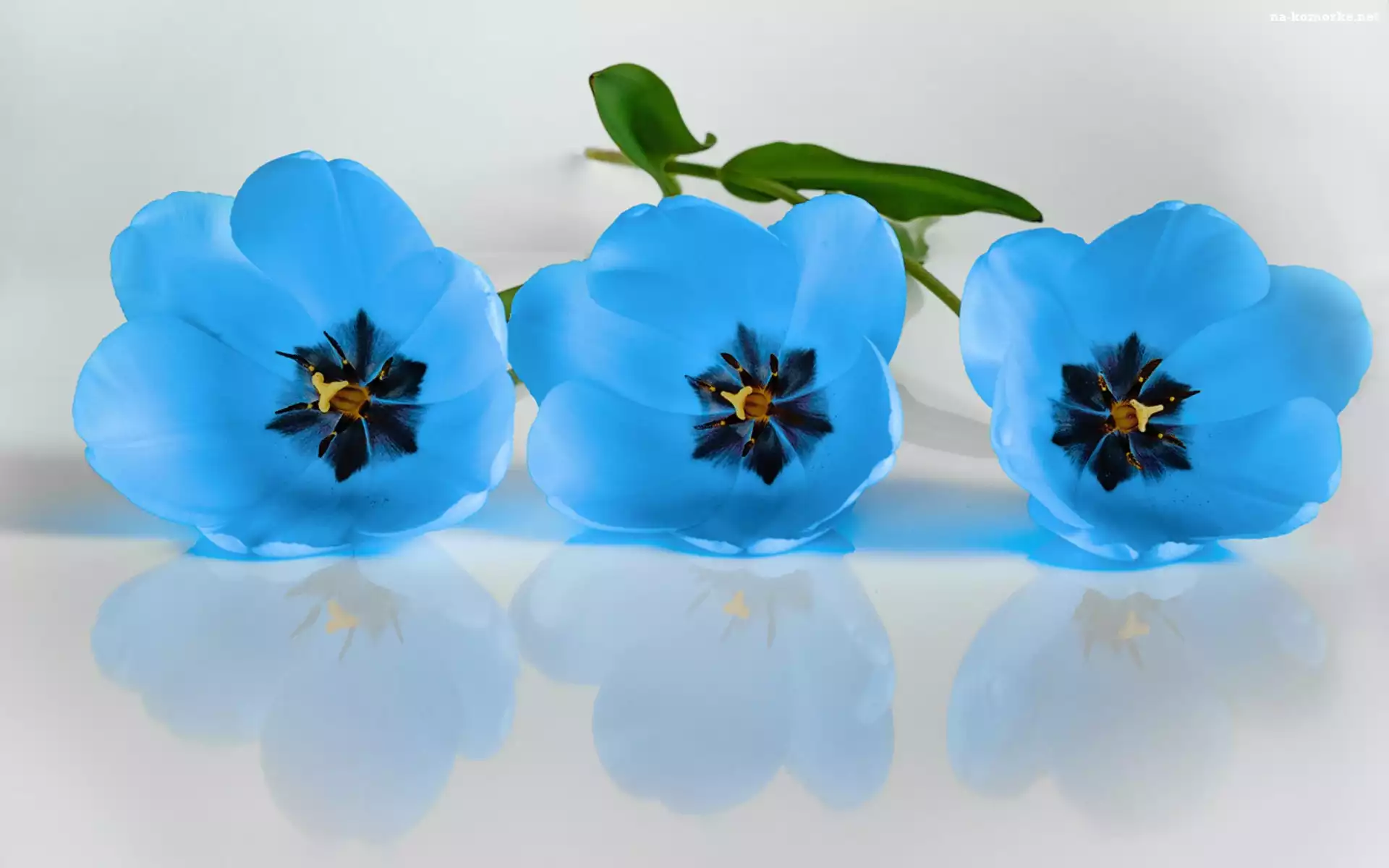 Trzy, Odbicie, Niebieskie, Tulipany