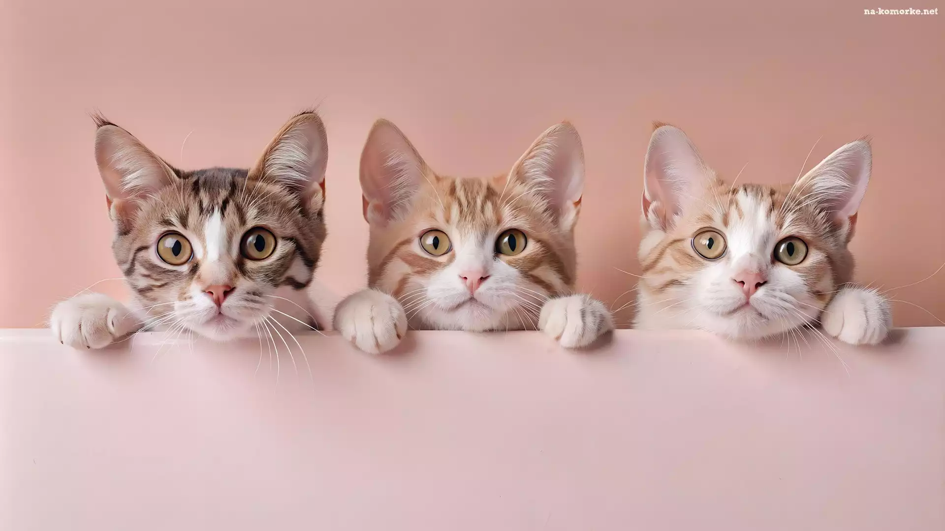 Trzy, Koty, Rudawe