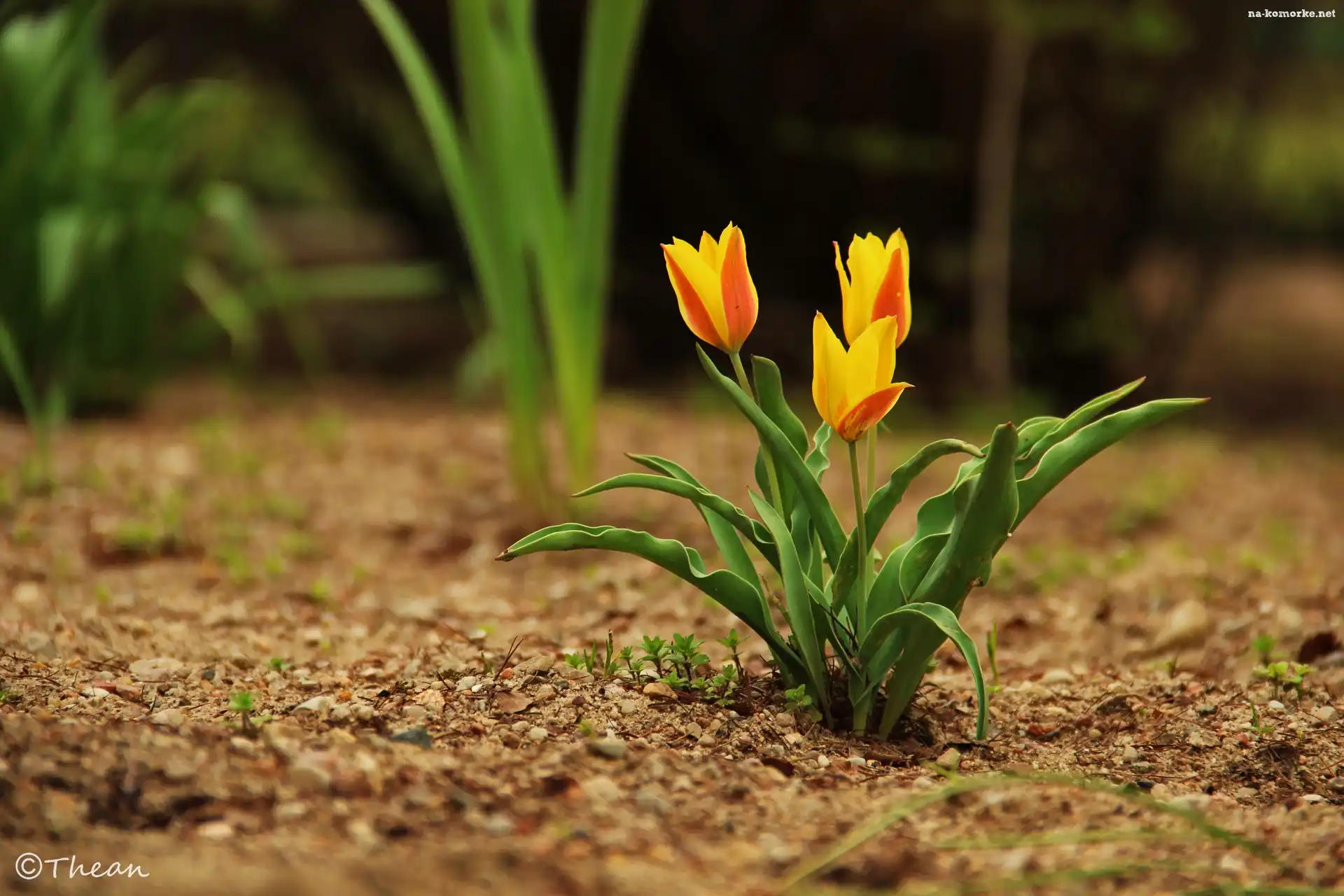 Trzy, Pomarańczowe, Tulipany, Zółte