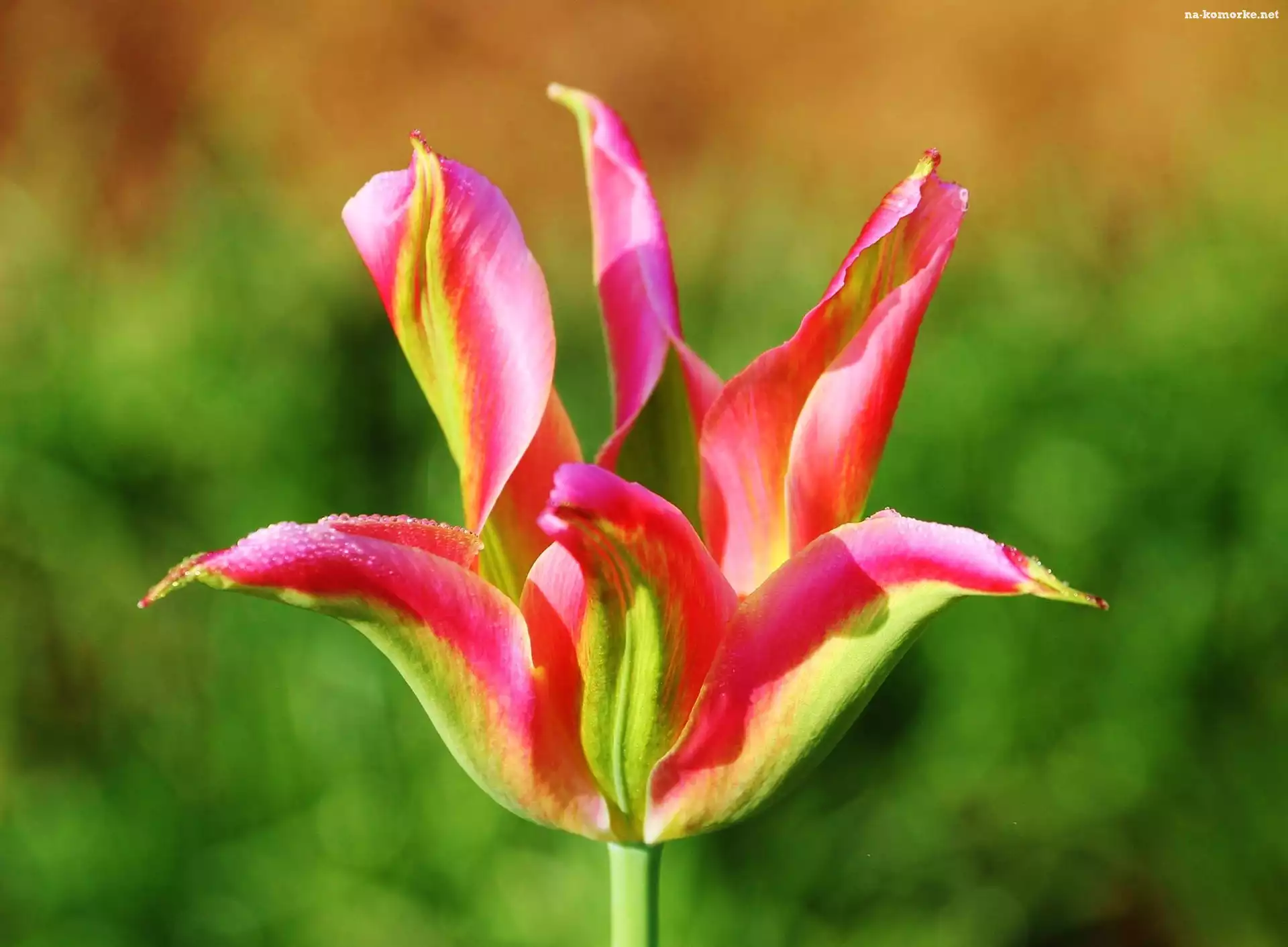 Kolorowy, Tulipan, Płatki