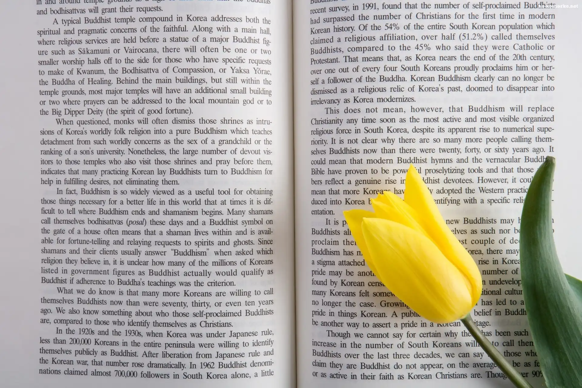 Tulipan, Rozłożona, Książka, Tekst, Żółty