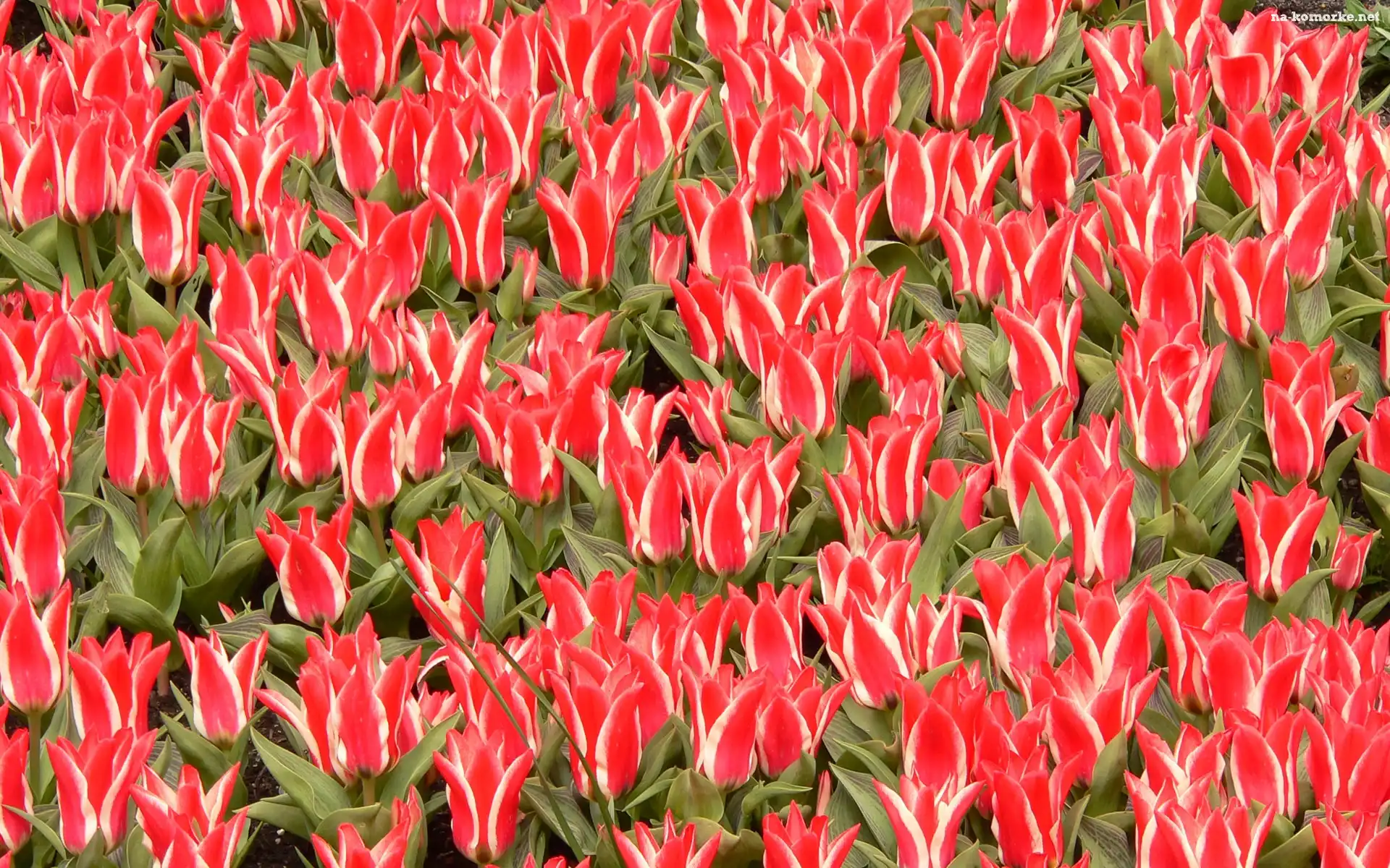 Tulipanów, Plantacja, Czerwono, Białych, Ozdobnych