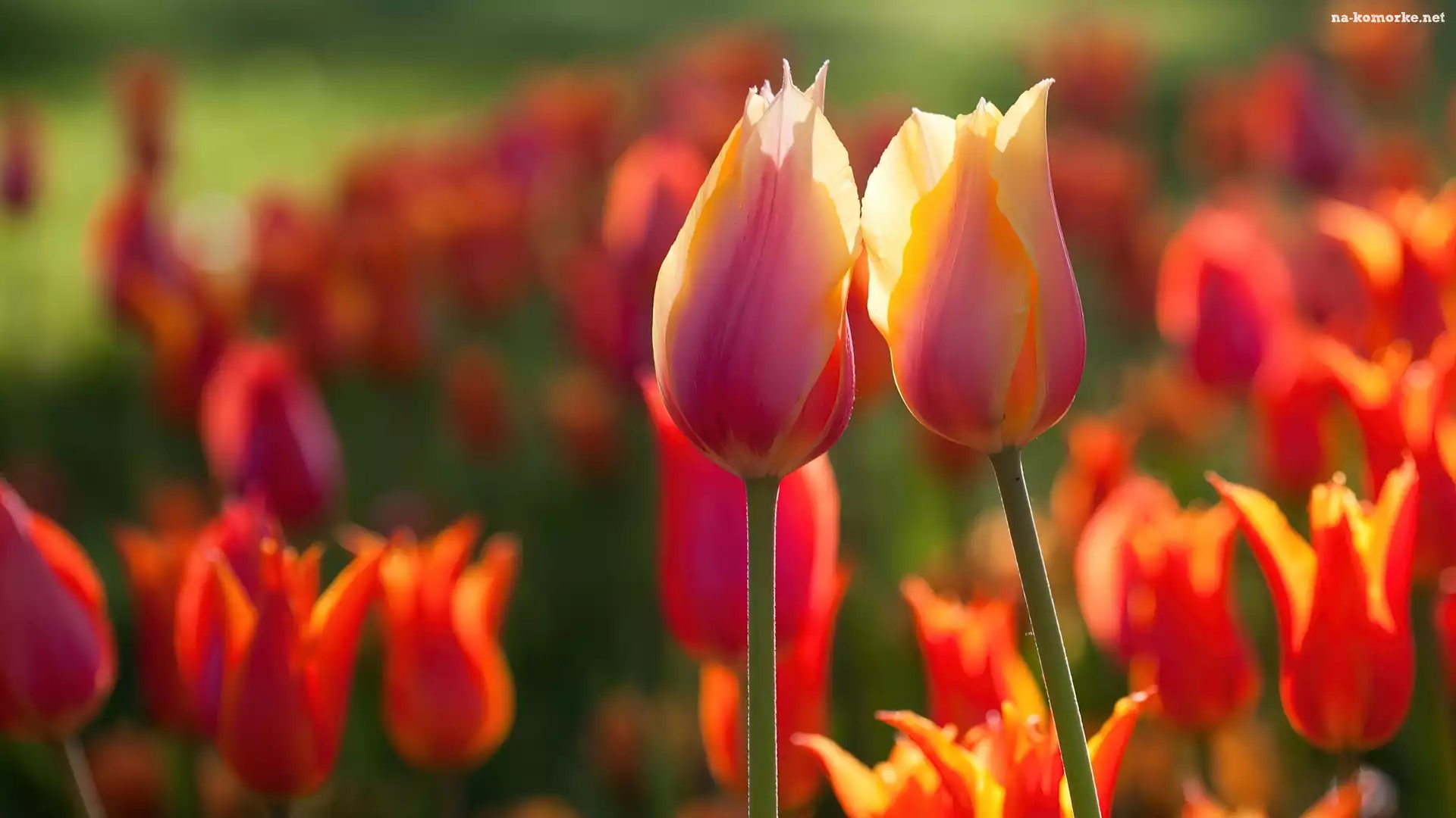Tulipany