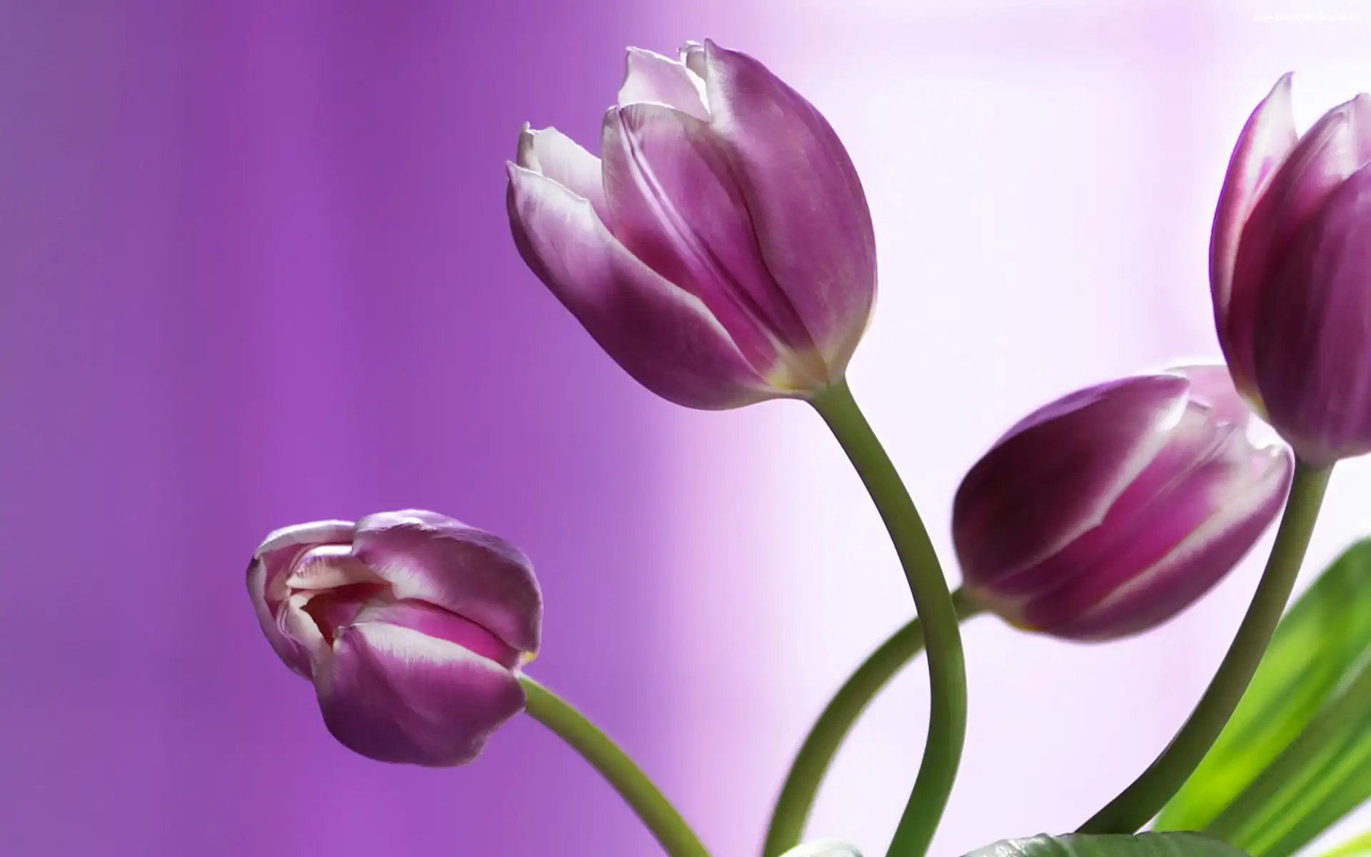 Tulipany