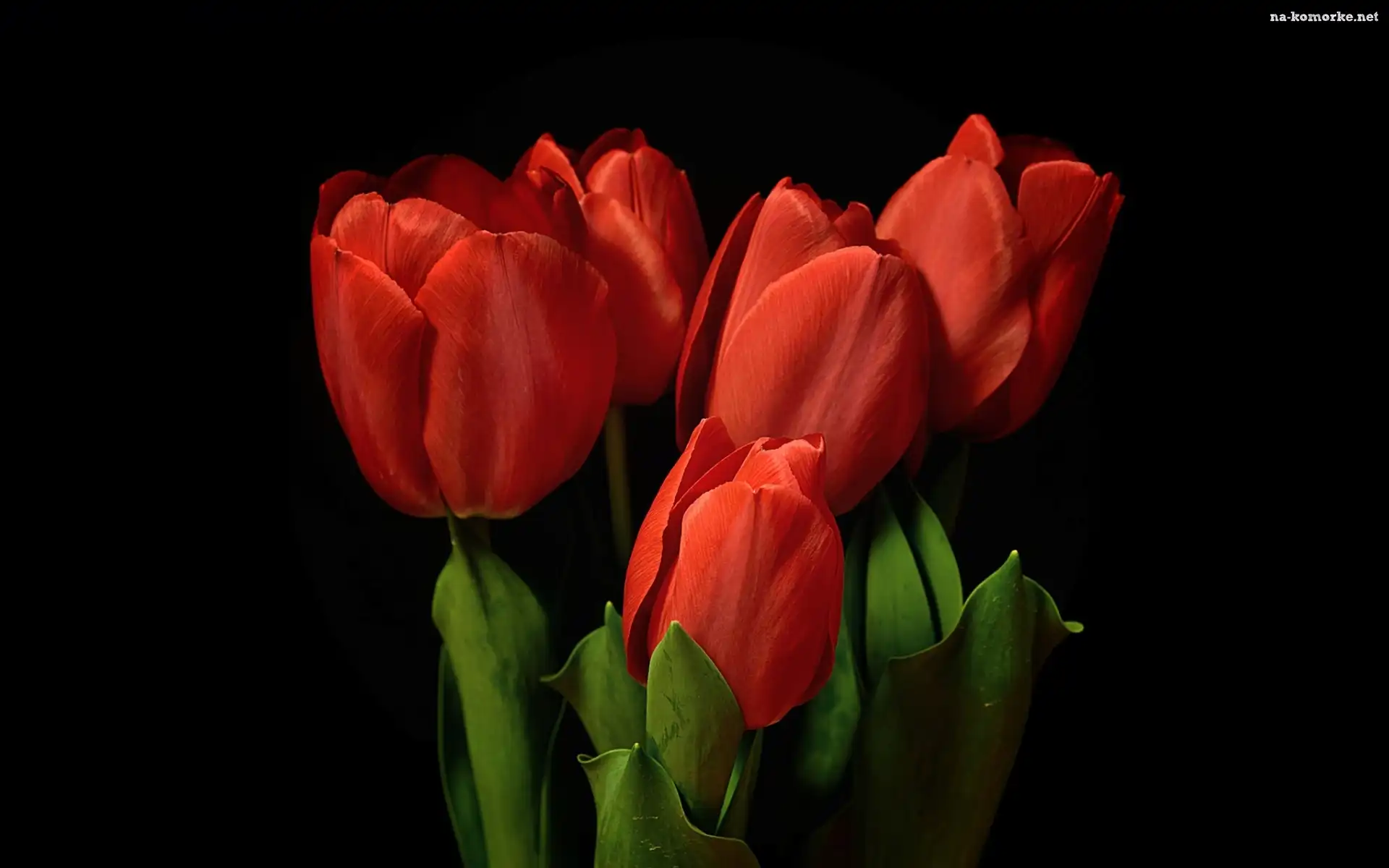 Tulipany
