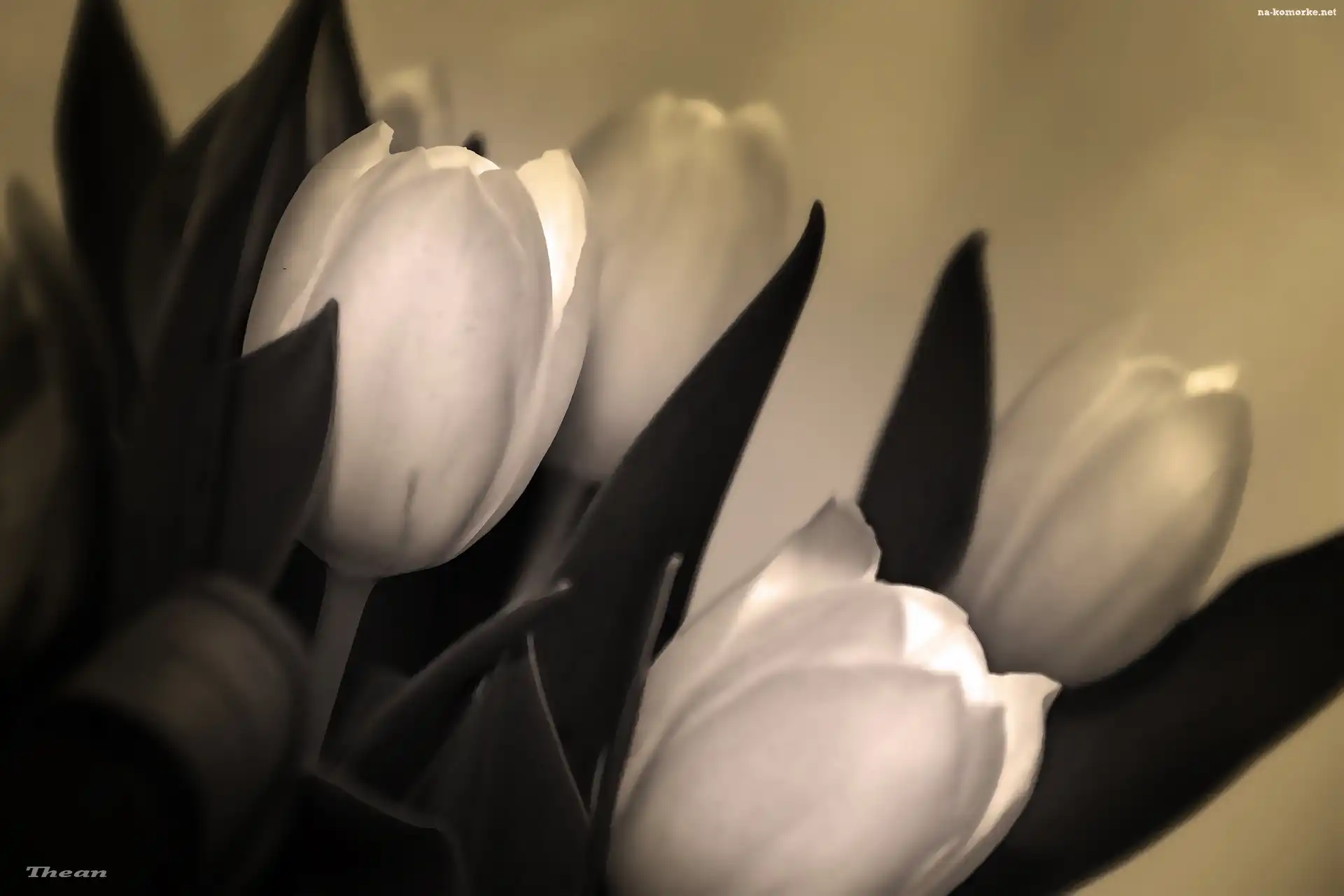 Tulipany