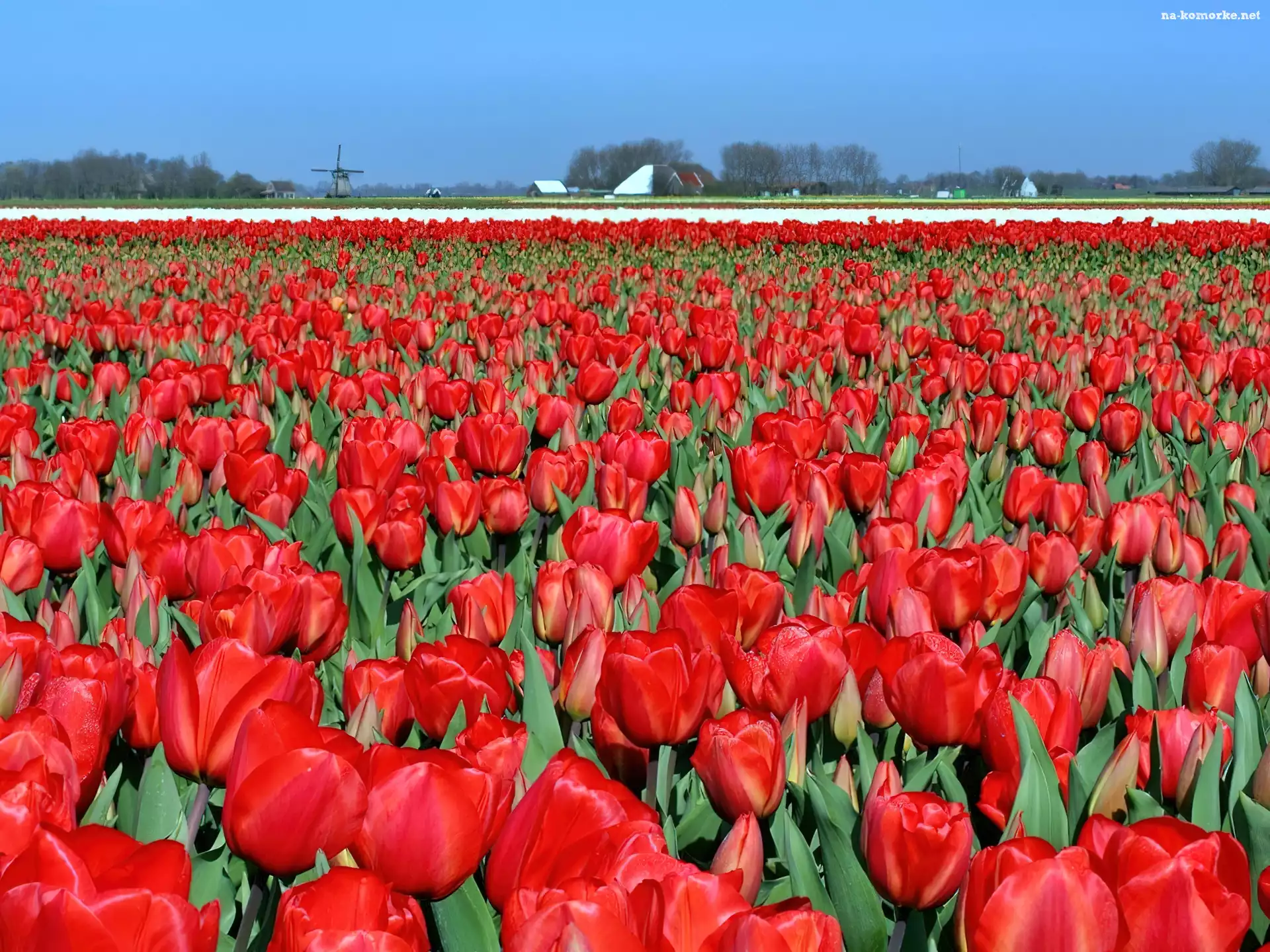 Tulipany