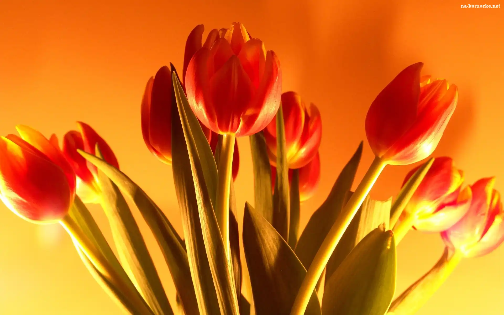 Tulipany