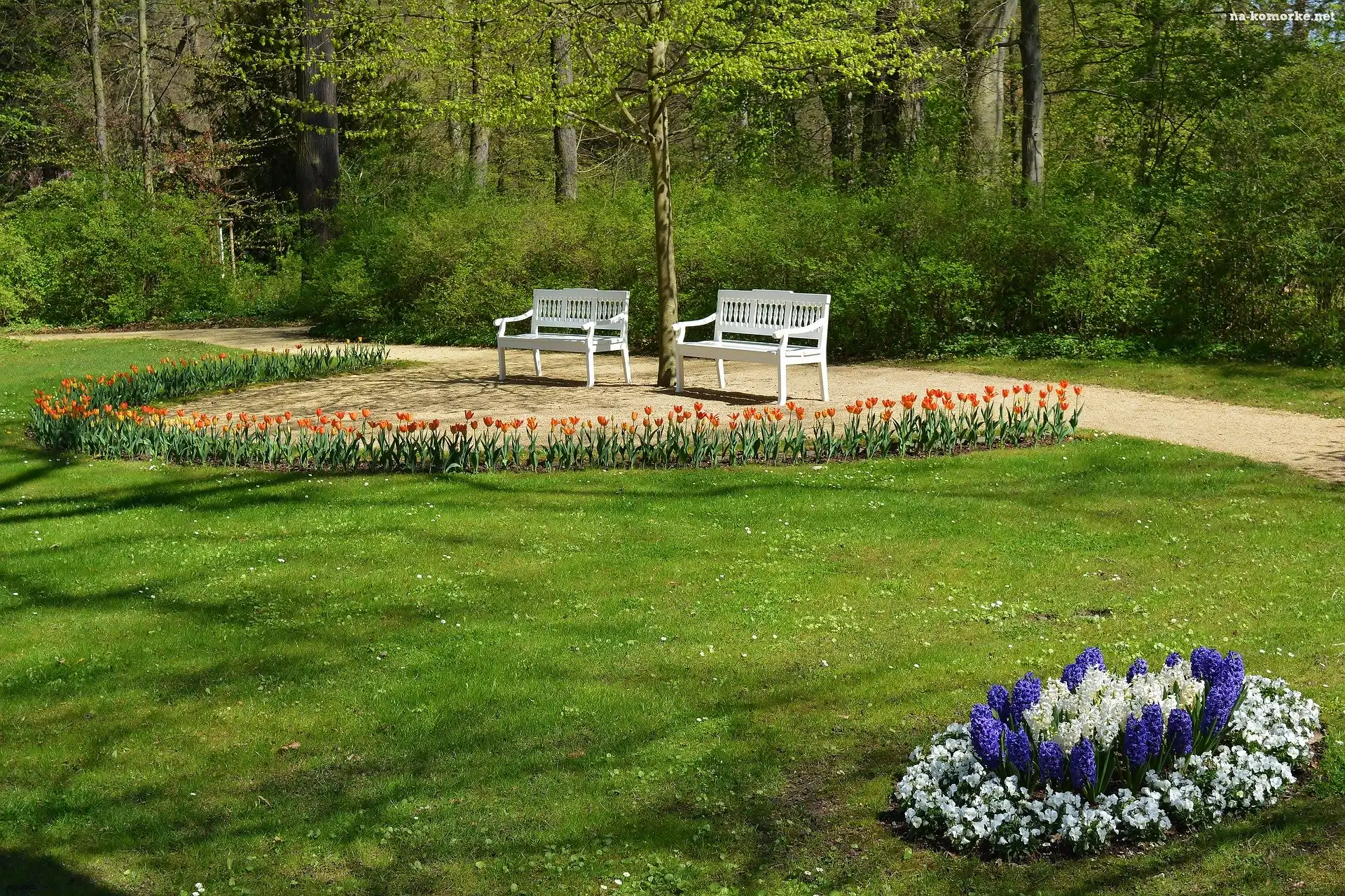 Wiosna, Hiacynty, Alejka, Drzewa Wiosna, Park, Ławki, Kwiaty, Tulipany