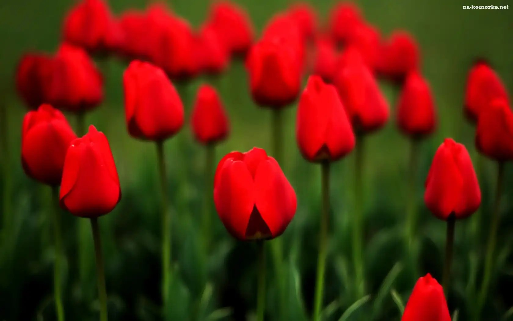 Czerwone, Tulipany, Łąka