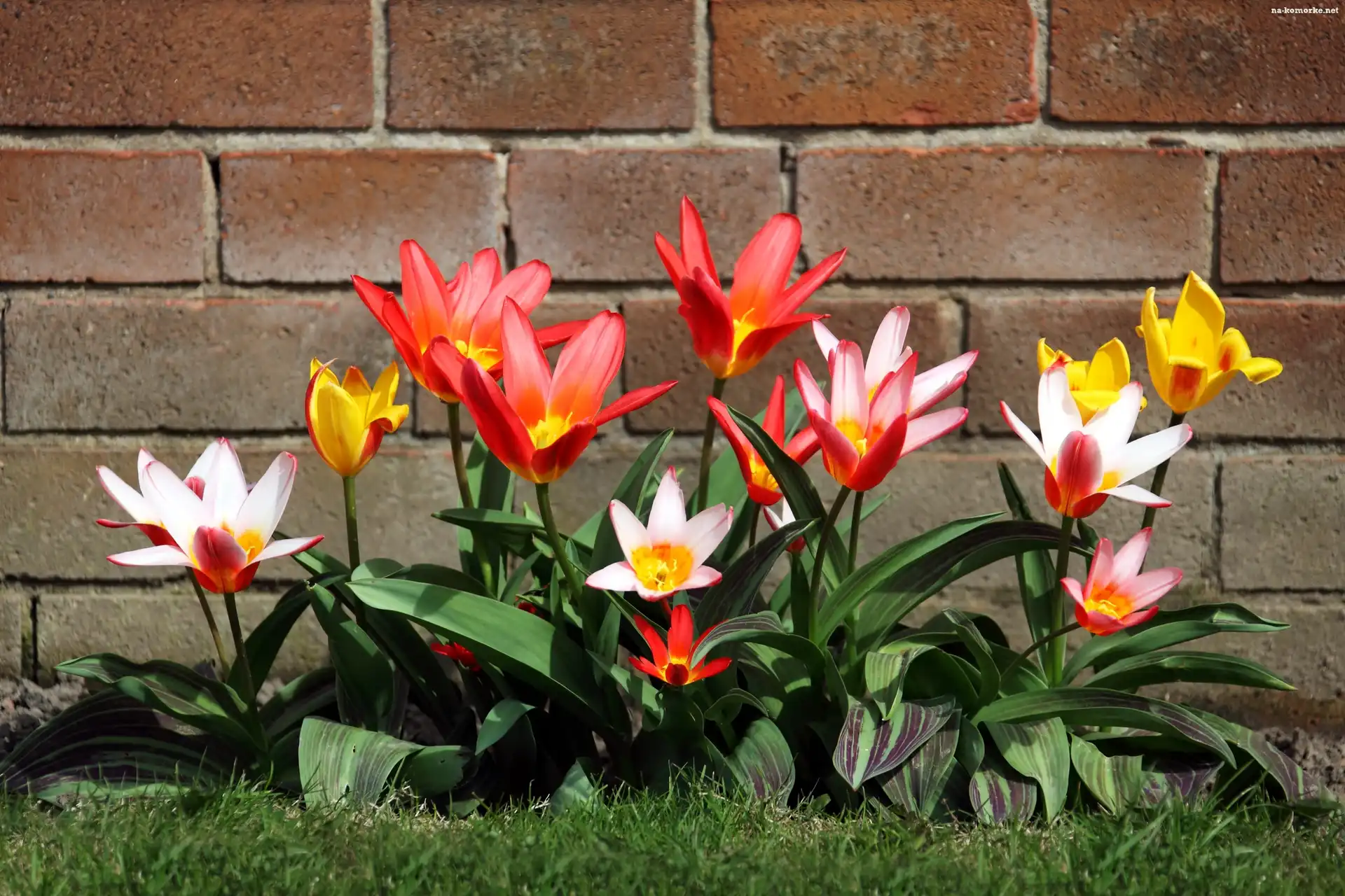 Tulipany, Żółte, Białe, Cegły, Czerwone, Ściana