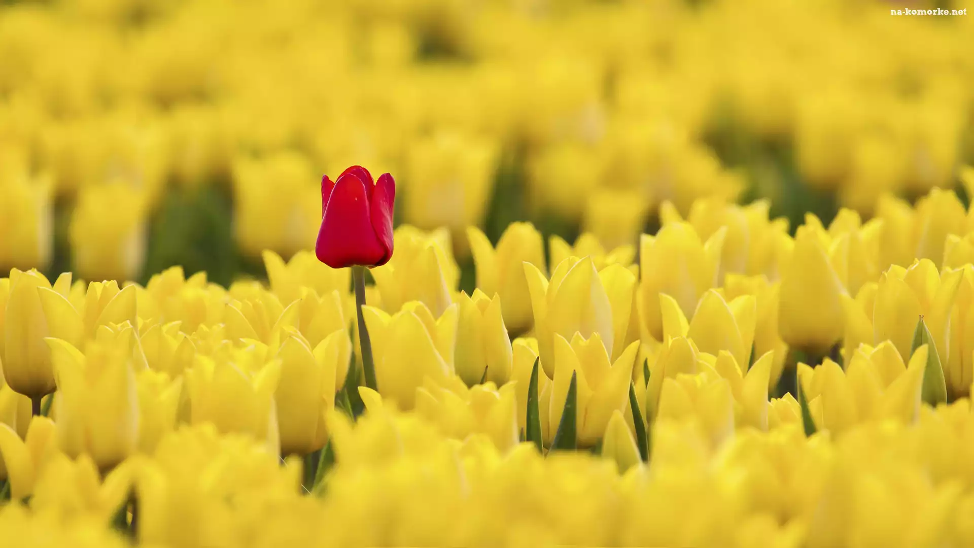 Pole, Tulipany, Czerwony, Żółte, Tulipan