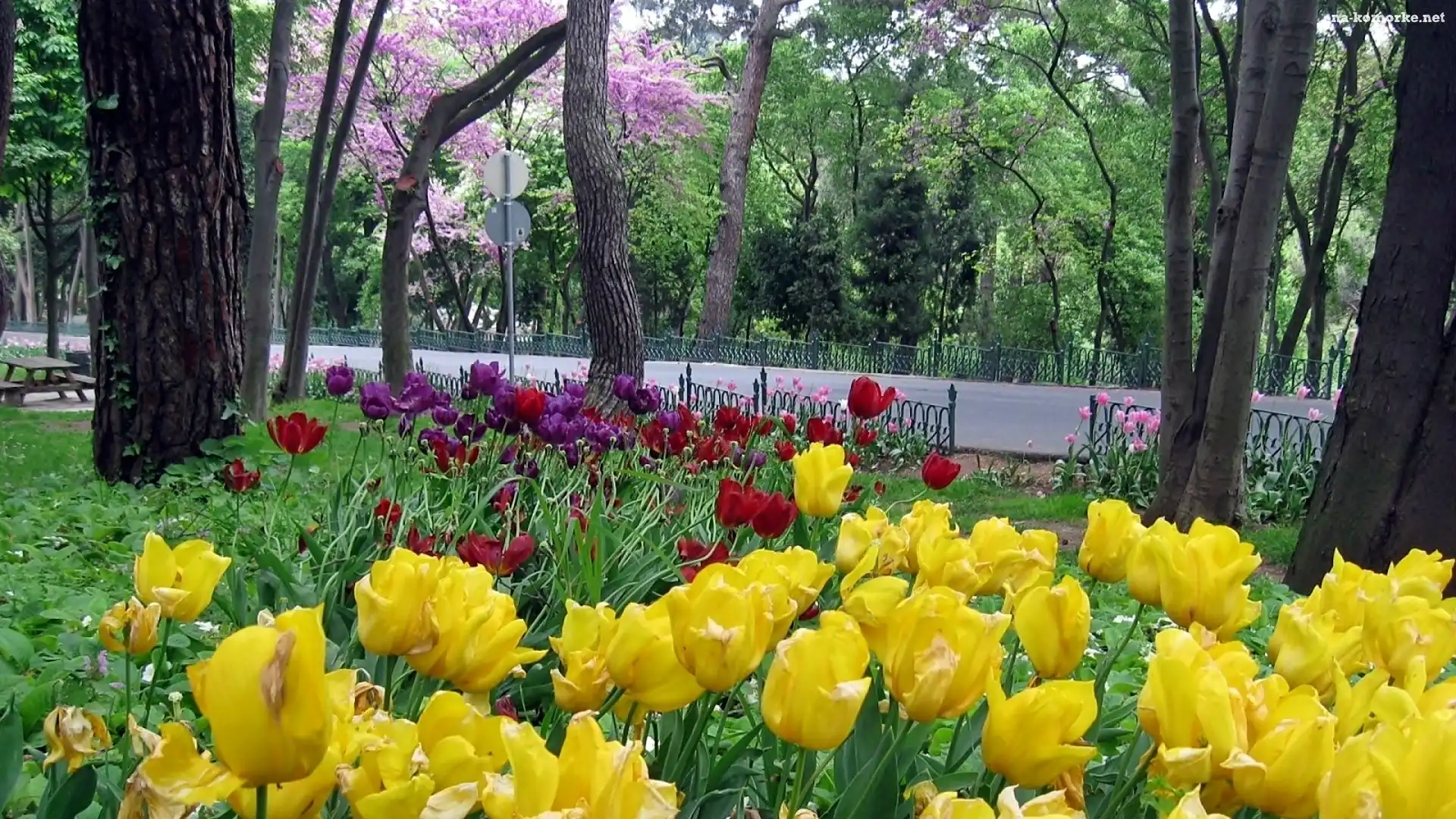 Tulipany, Wiosna, Park, Droga, Kwitnące