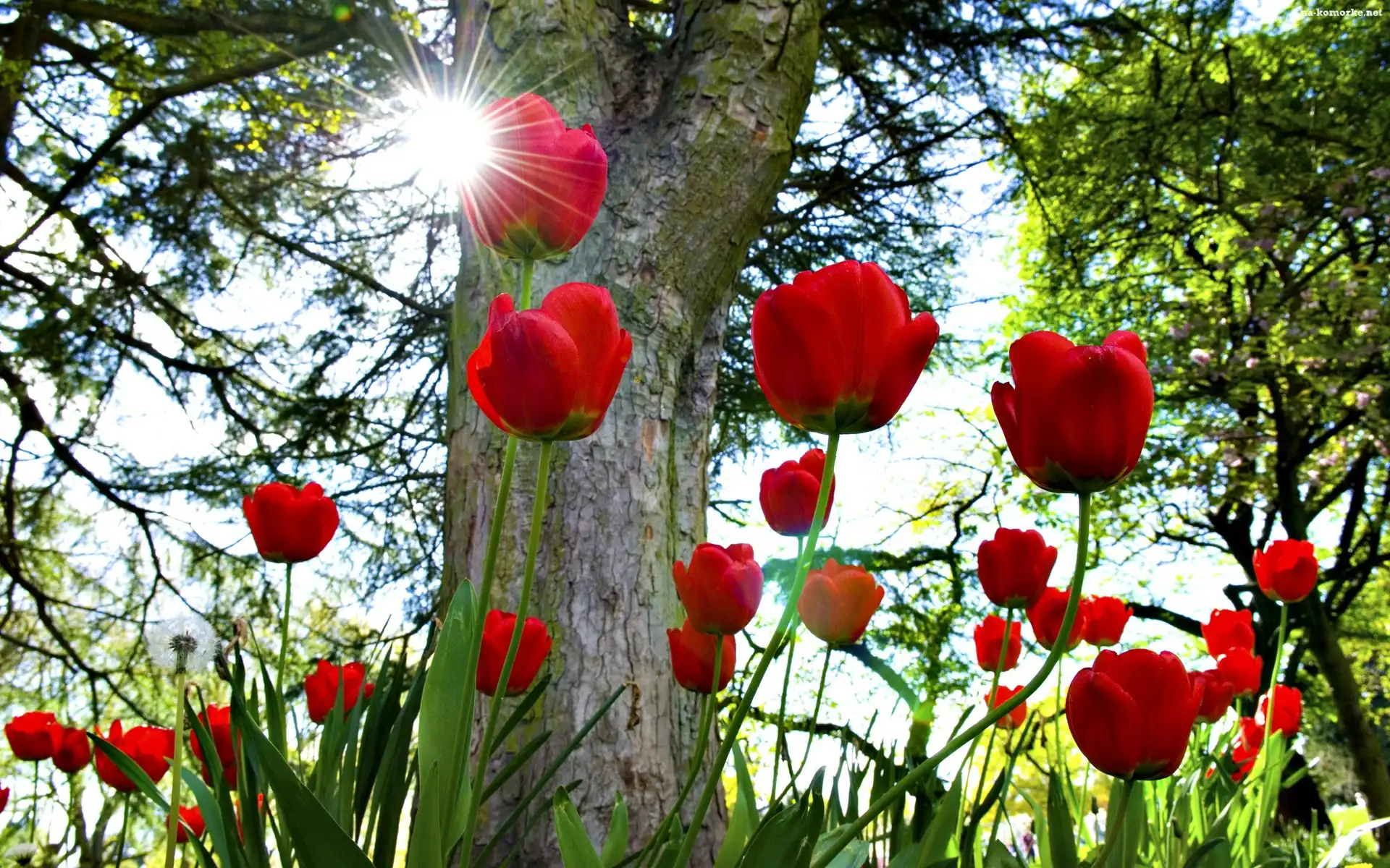 Tulipany, Słońca, Drzewo, Promienie