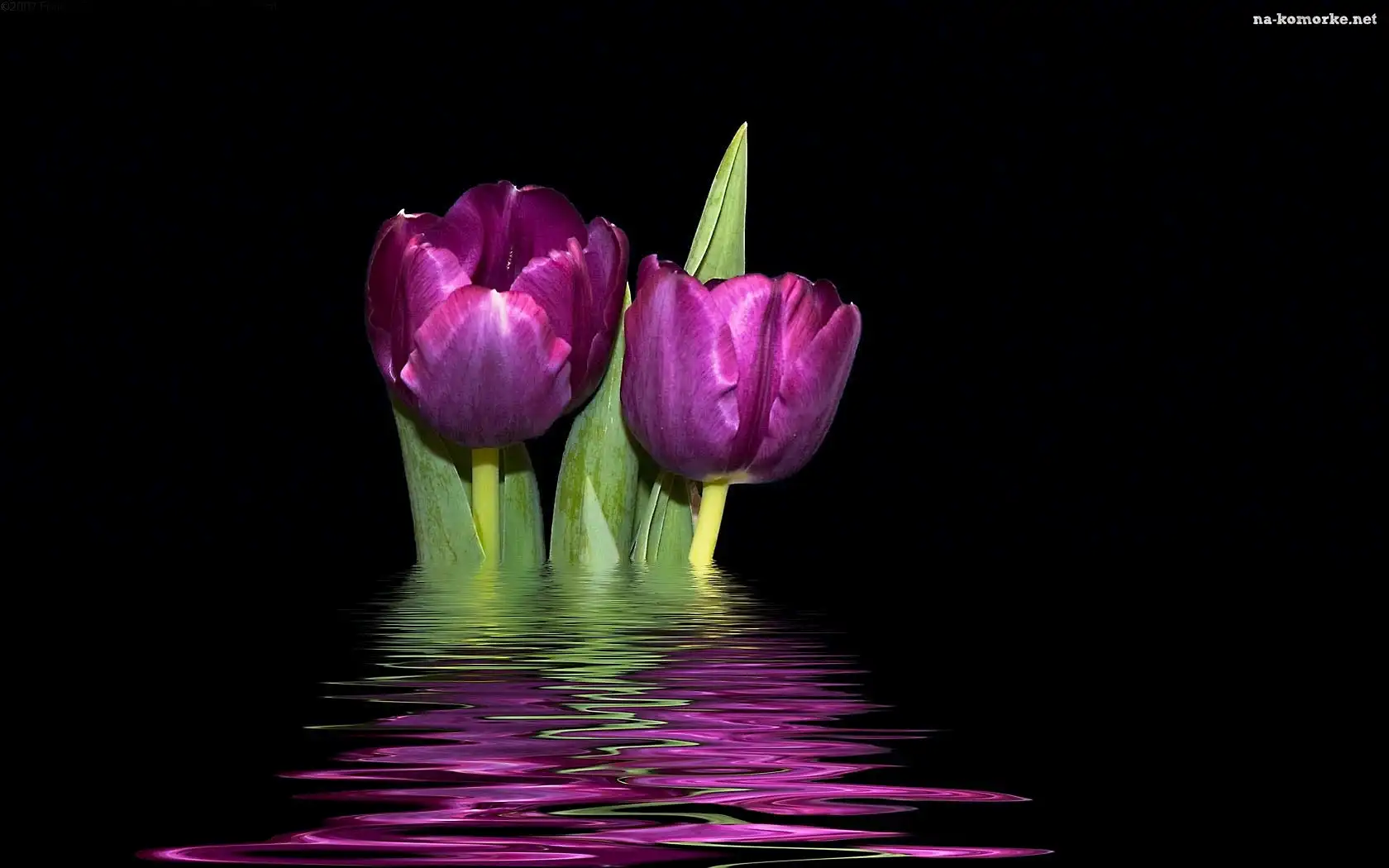 Dwa, Tulipany, Odbicie