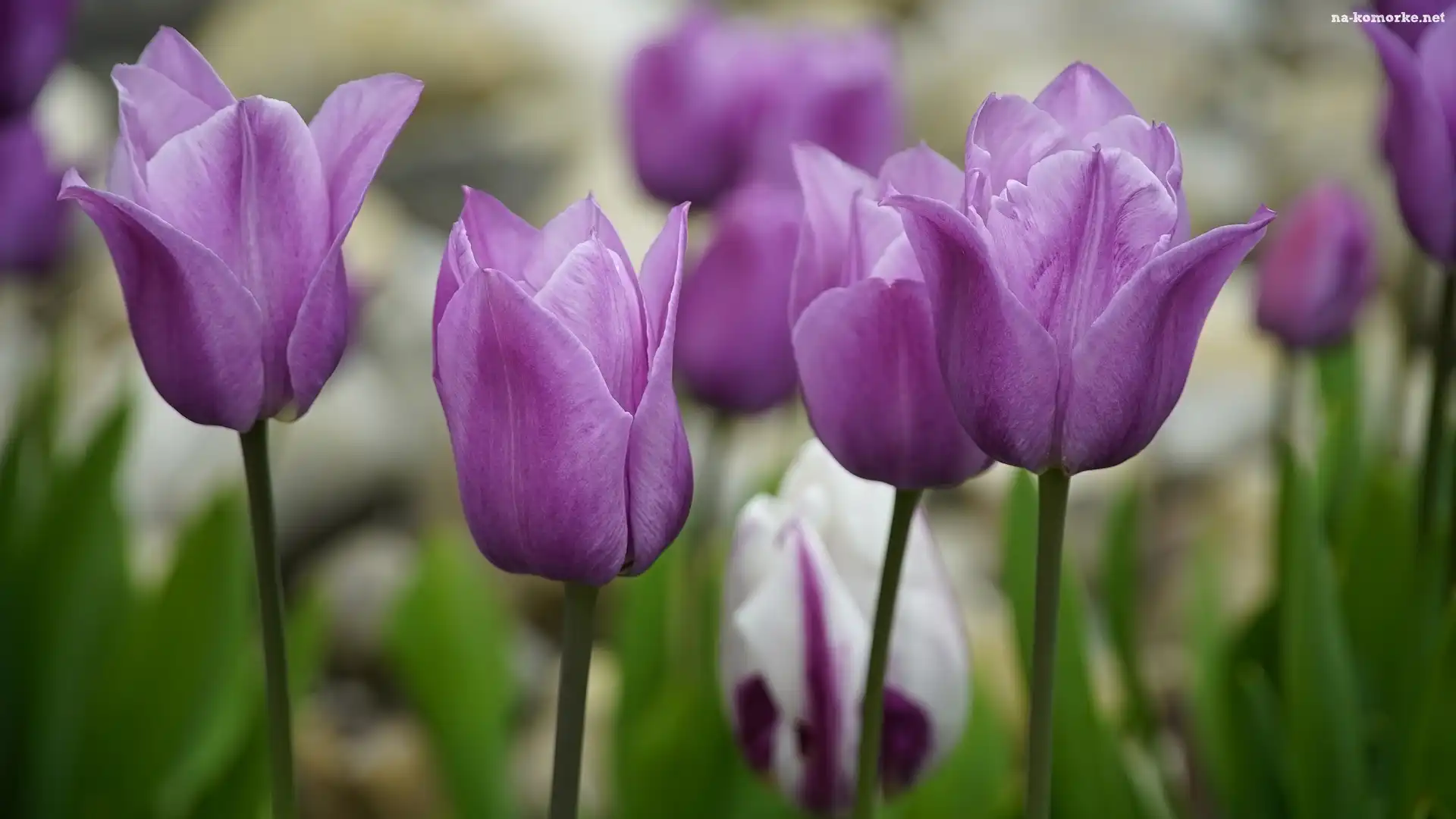 Fioletowe, Zbliżenie, Kwiaty, Tulipany