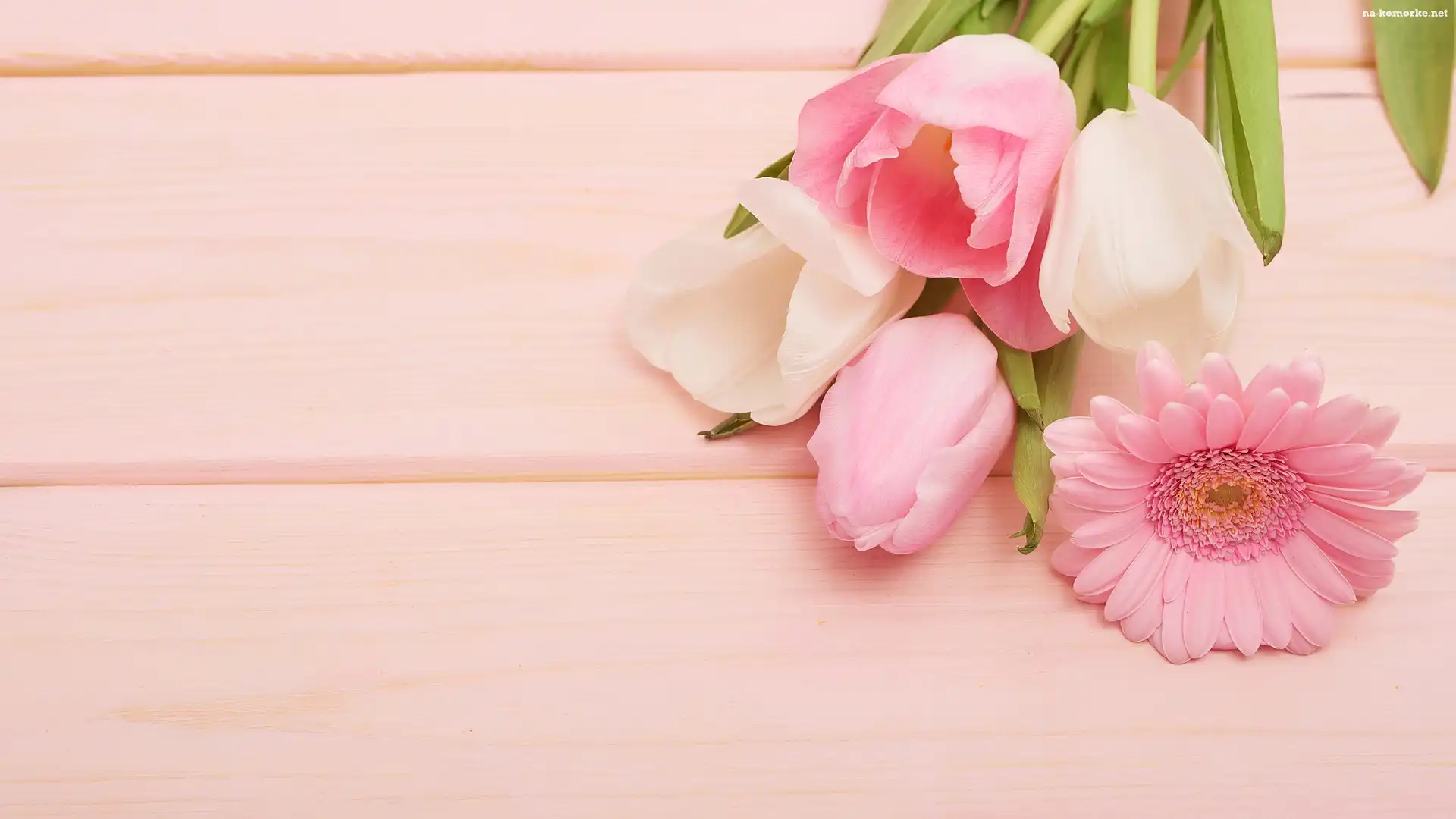 Tulipany, Tło, Gerbera, Różowe