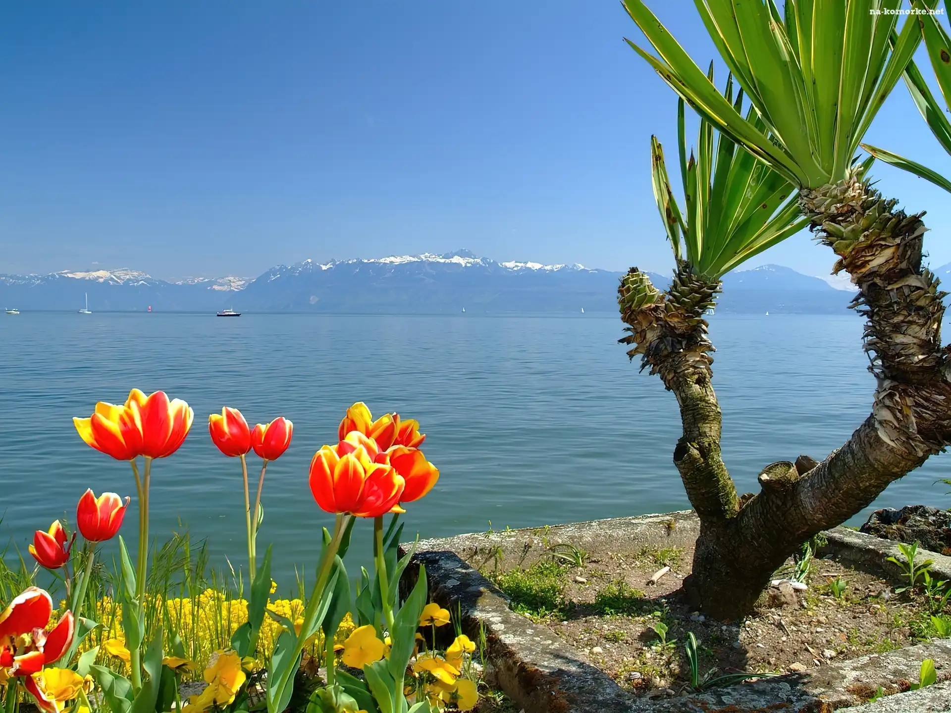 Jezioro, Tulipany, Palma