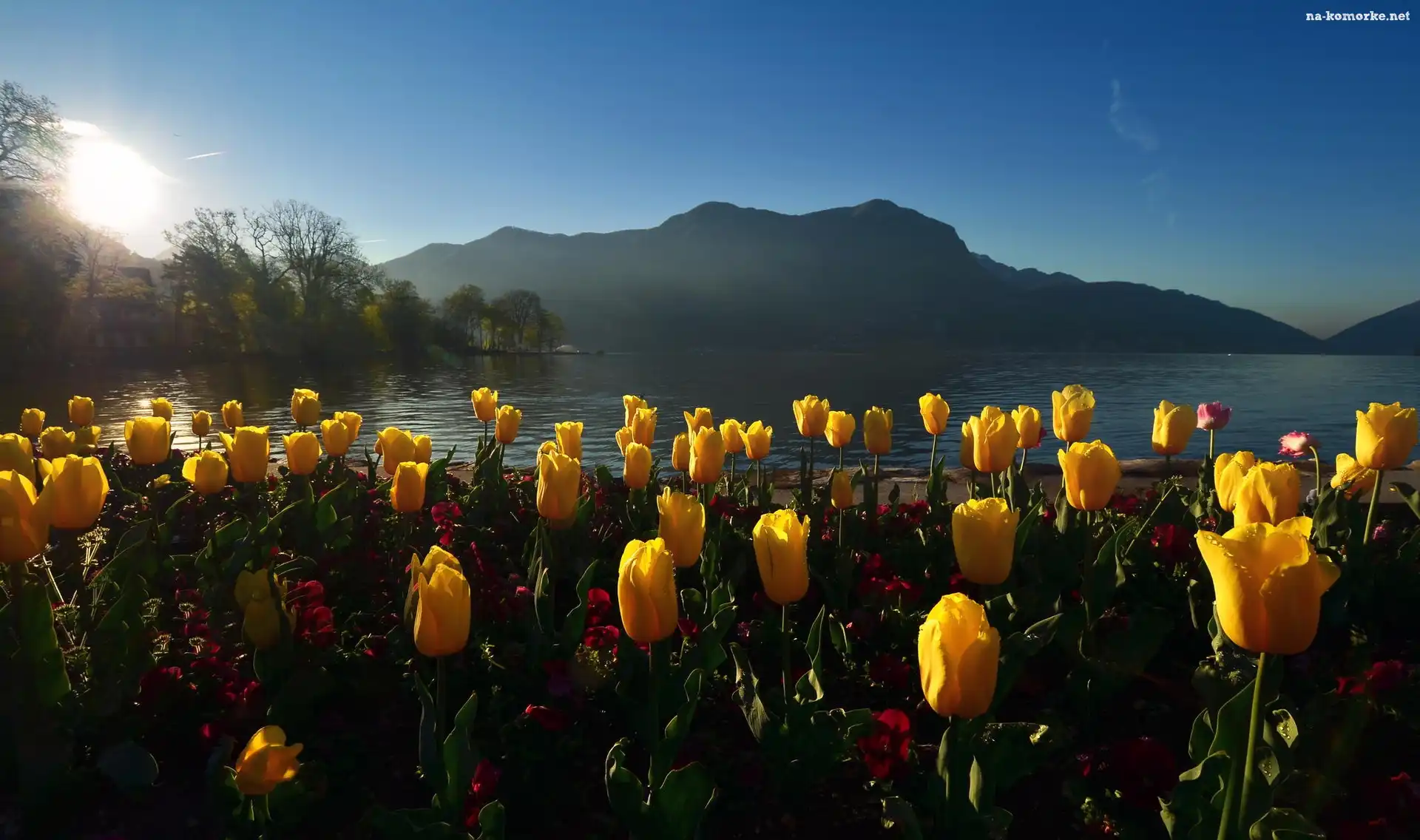 Tulipany, Poranek, Jezioro, Góry