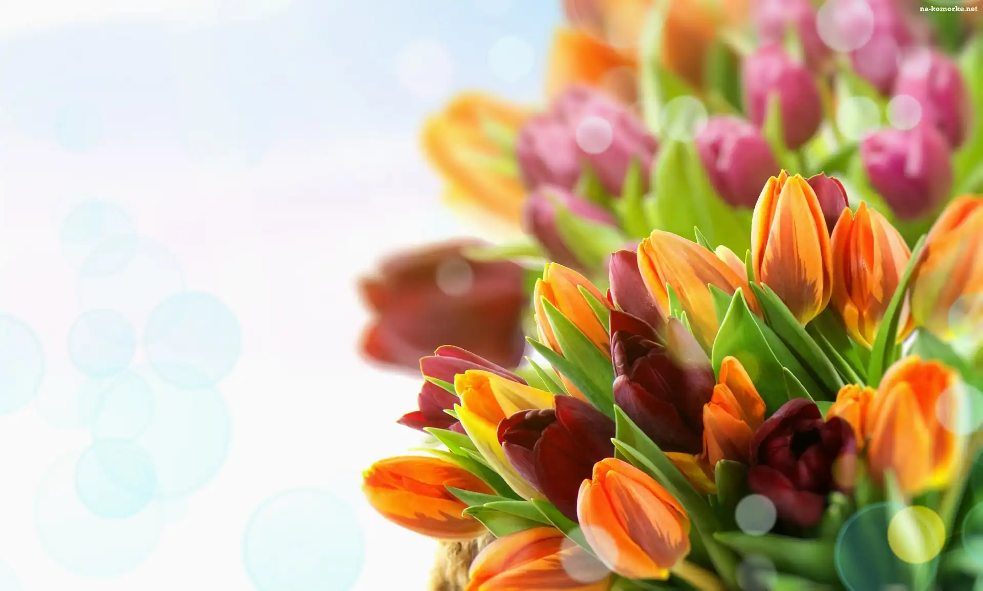Kolorowe, Tulipany, Boke