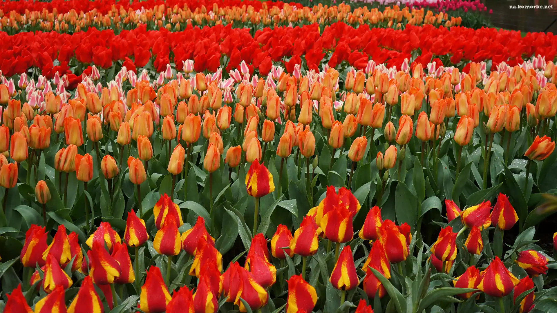 Tulipany, Czerwone, Kolorowe