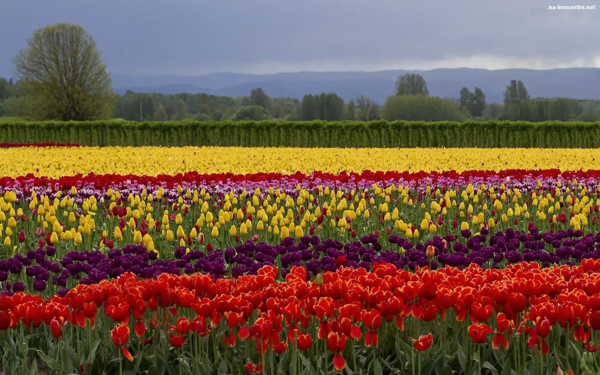 Kolorowe, Tulipany, Drzewa