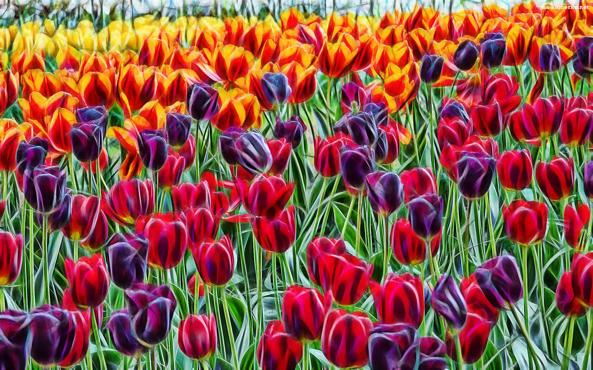 Kolorowe, Tulipany, Fractalius