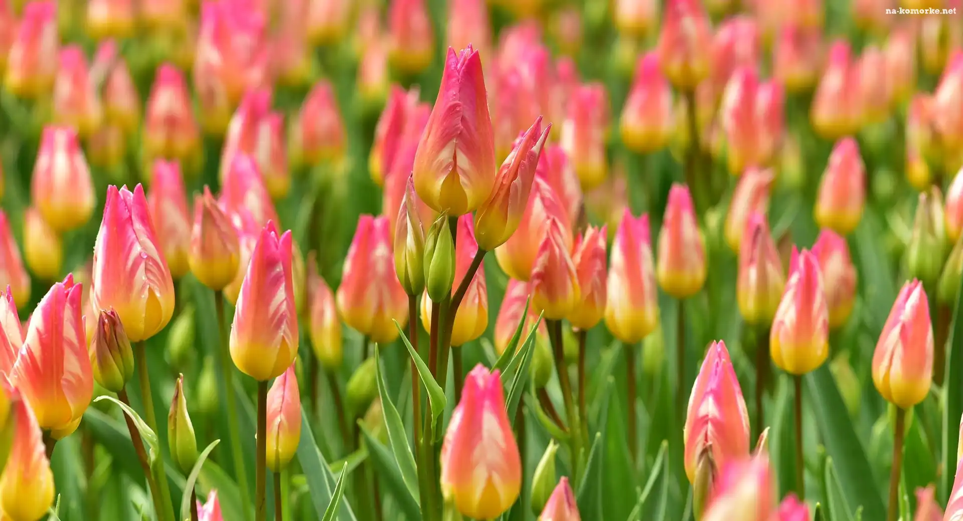 Kolorowe, Tulipany, PÄ…ki
