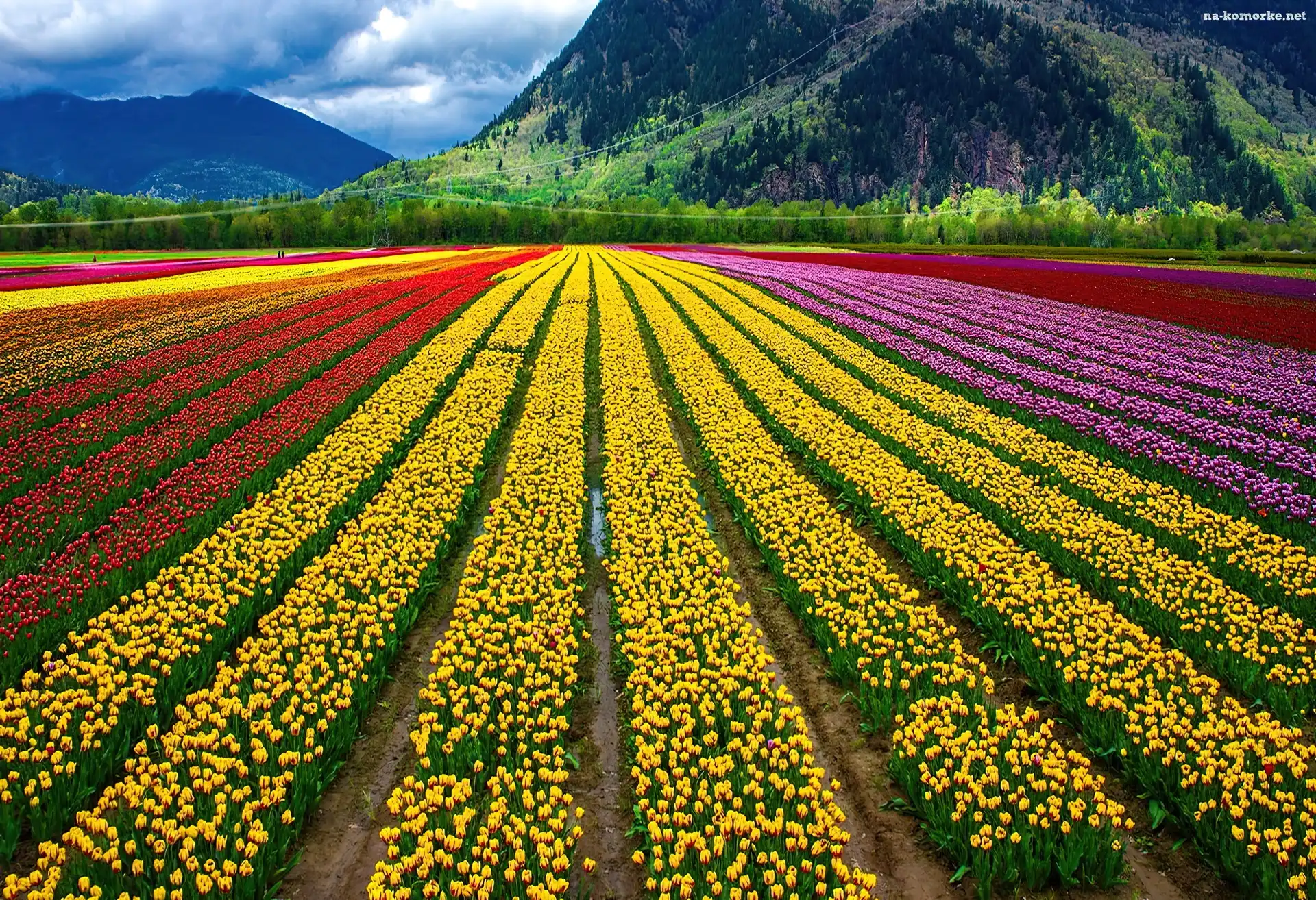 Kolorowe, Tulipany, Uprawa