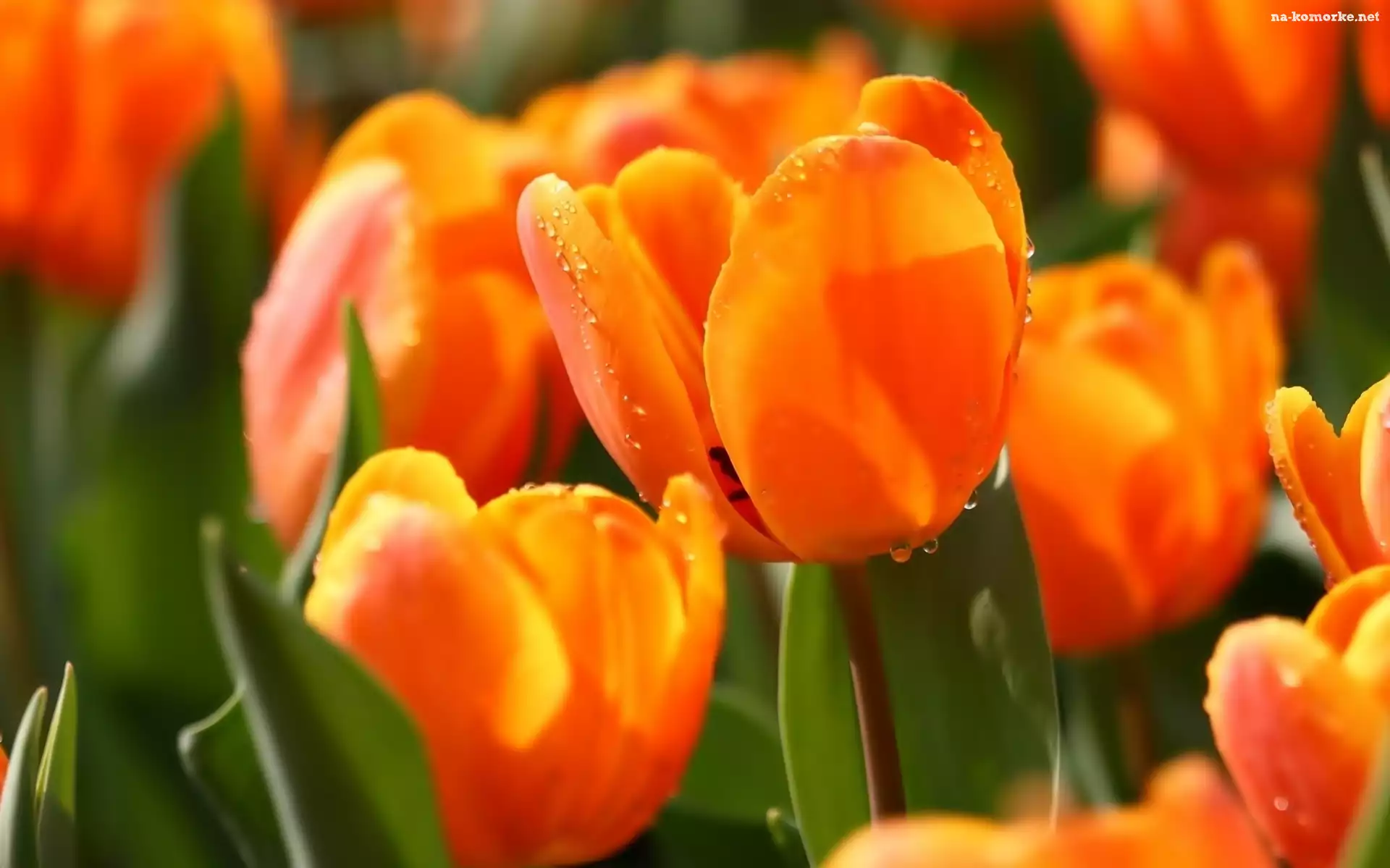 Tulipany, Makro, Krople, Wody