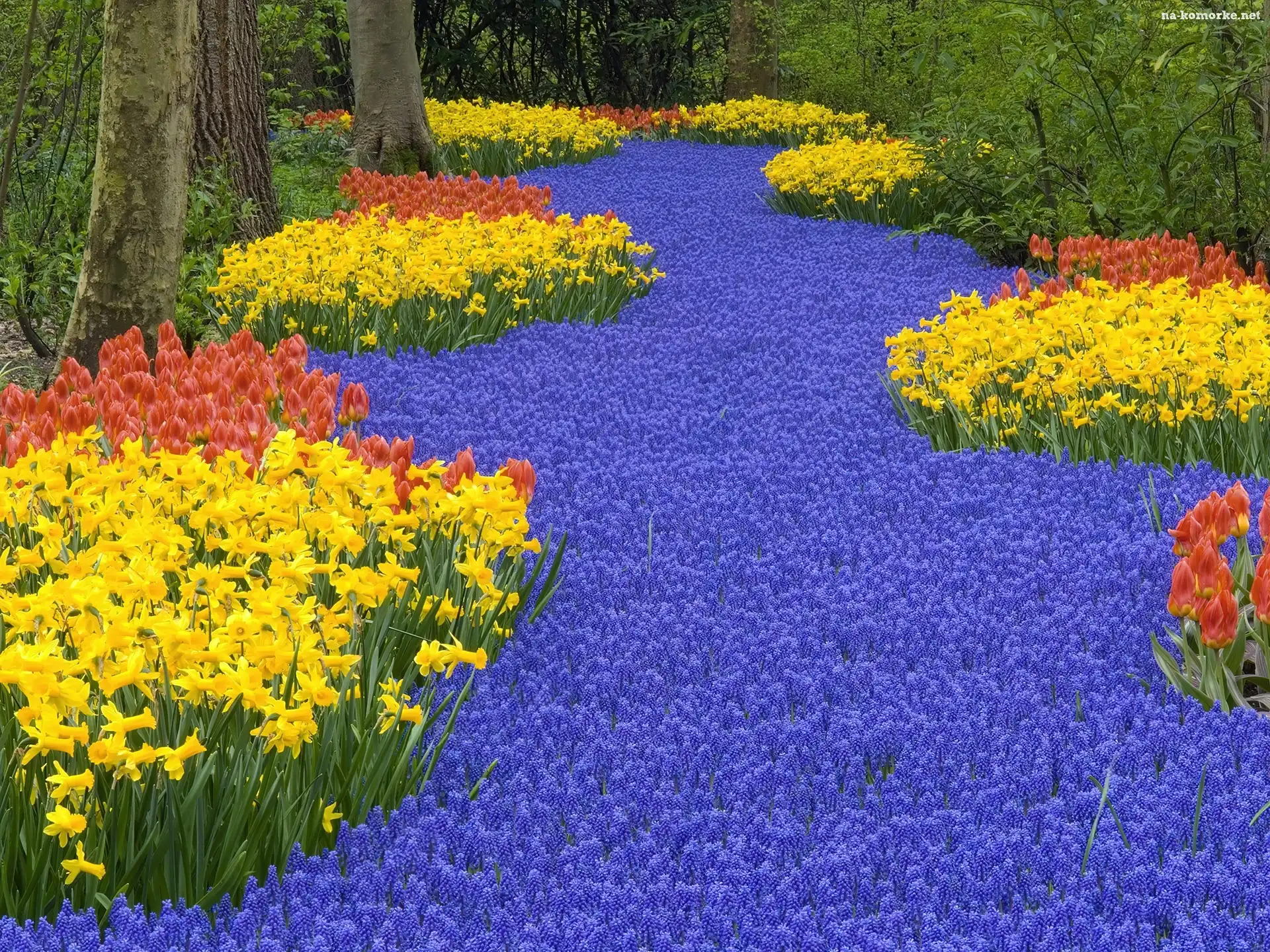 Tulipany, Las, Dużo, Kwiatów, Żonkile