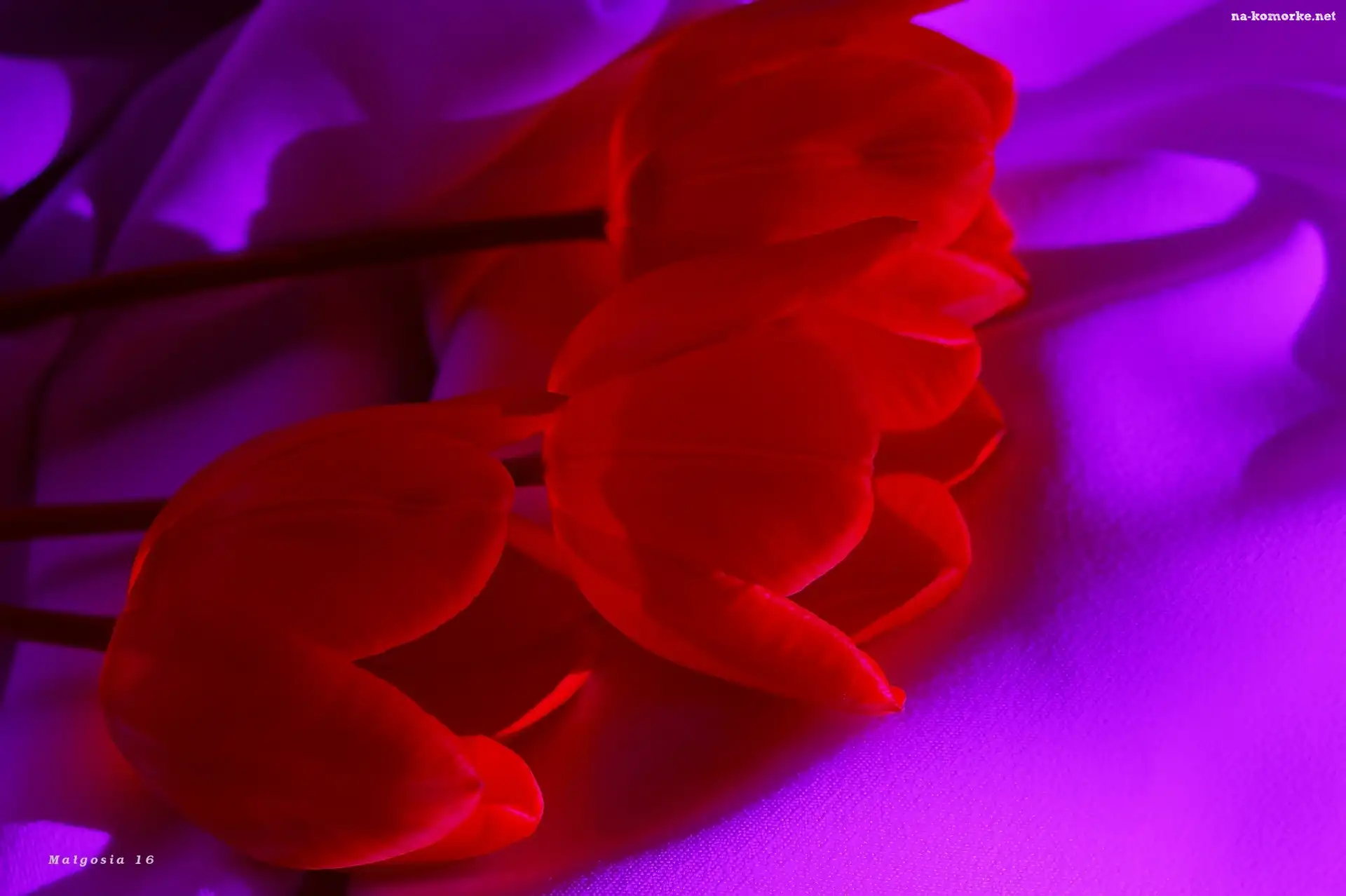 Kwiaty, Tulipany, Czerwone
