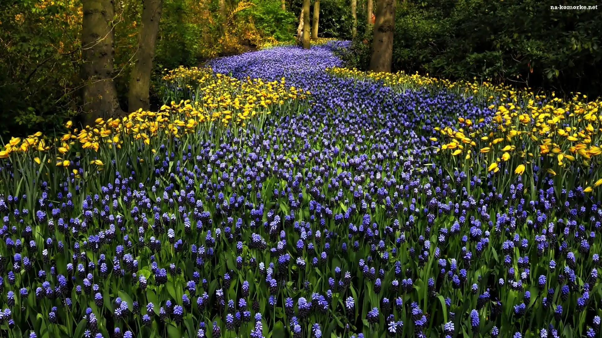Tulipany, Park, Drzewa, Kwiaty, Szafirki