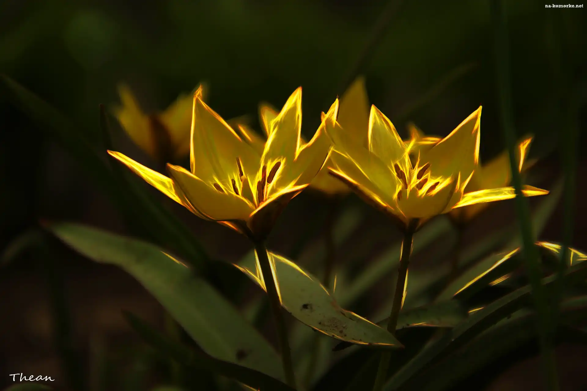 Kwiaty, Tulipany, Fractalius