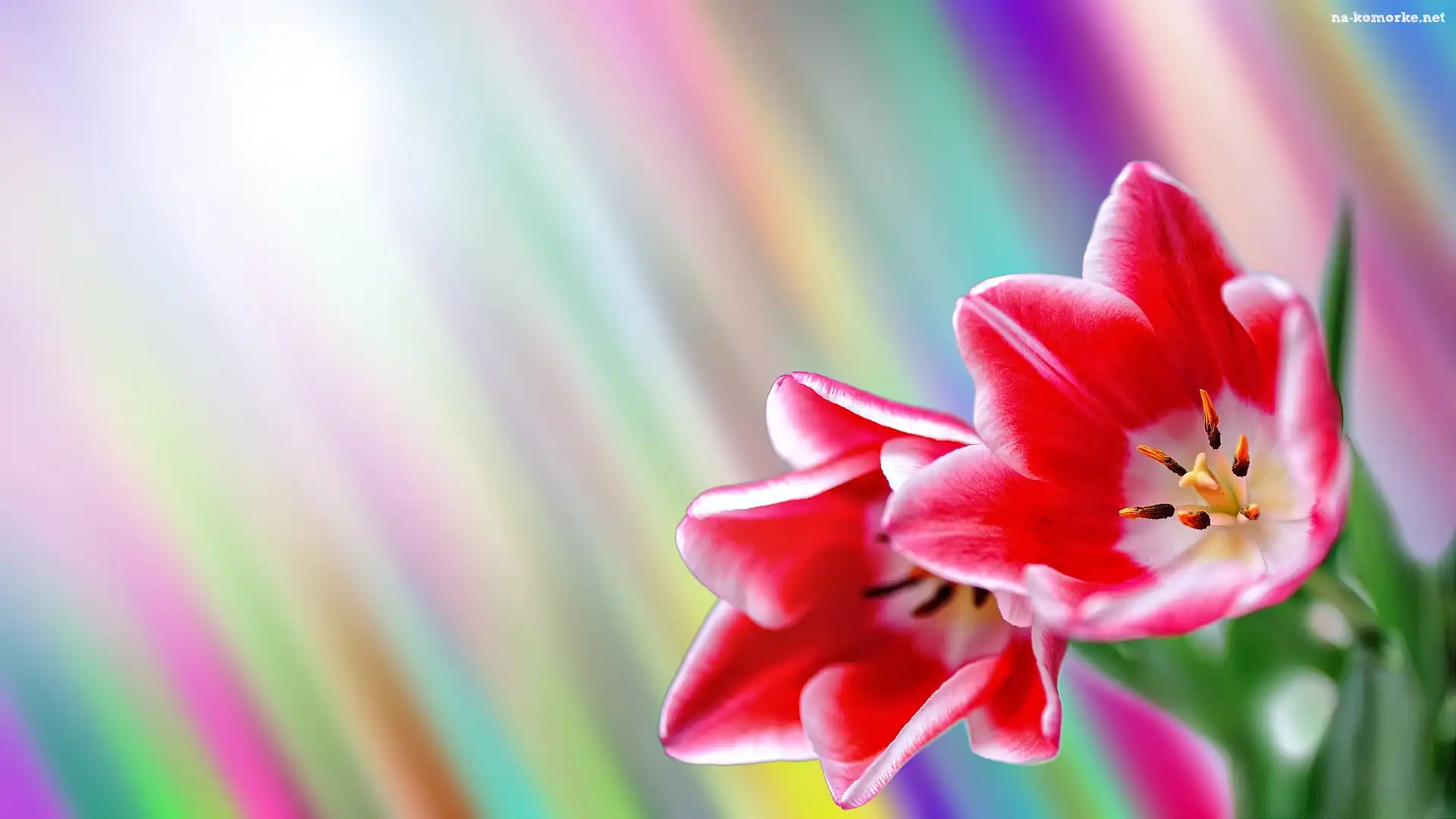 Kwiaty, Tulipany, Grafika