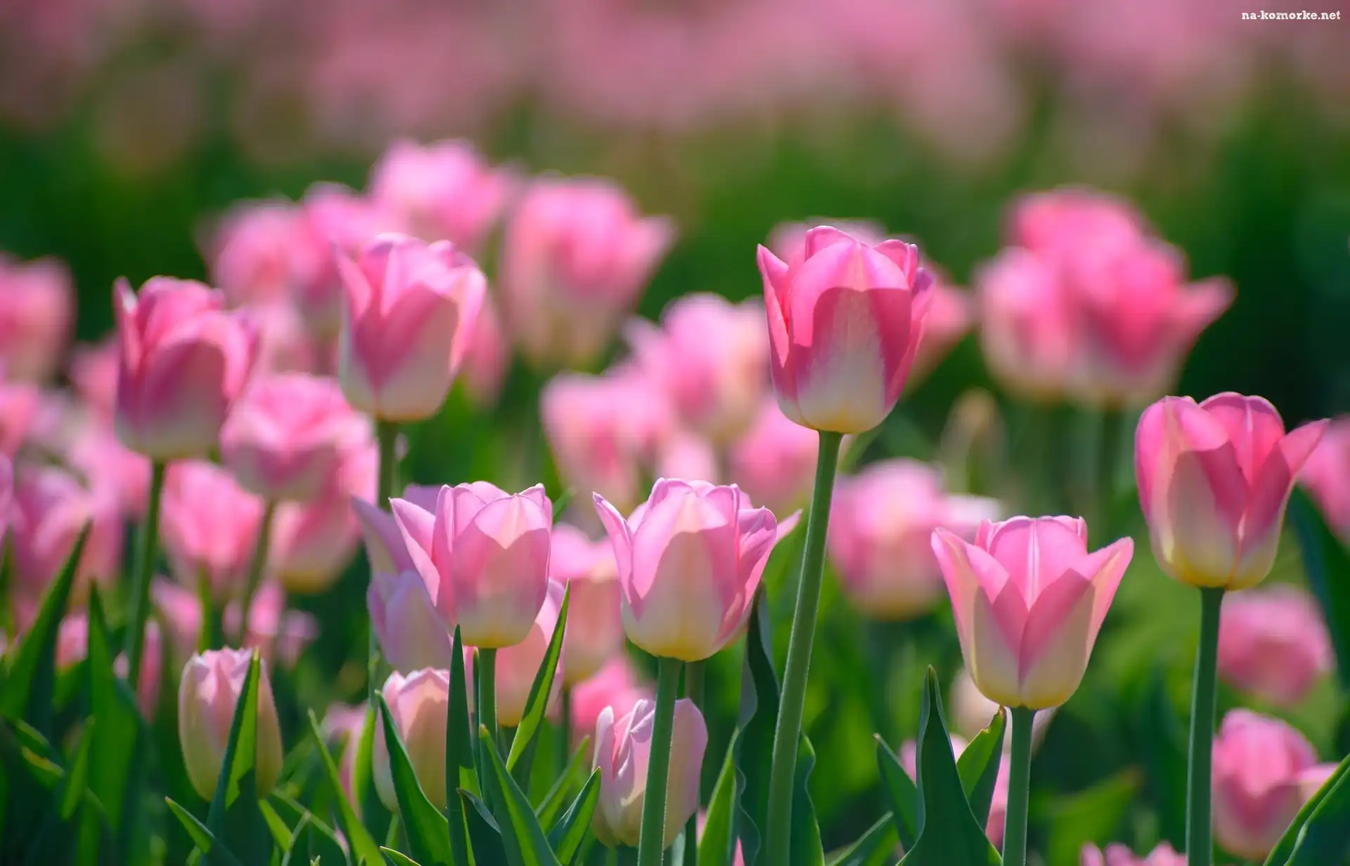 Kwiaty, Tulipany, Wiosna