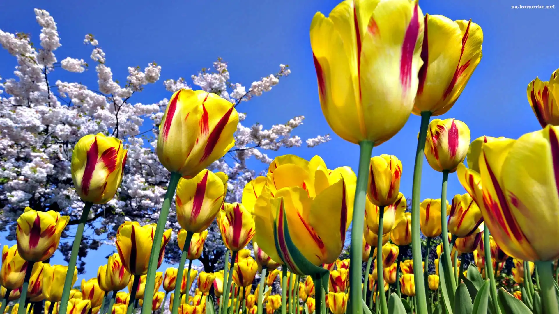 Tulipany, Makro