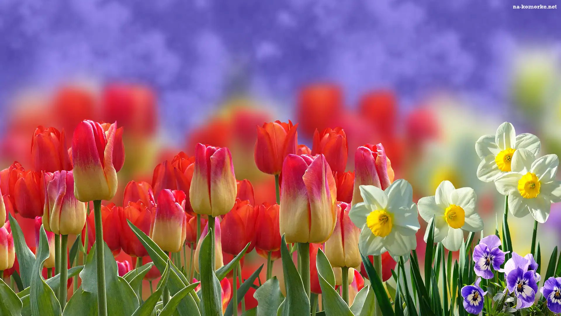 Tulipany, Rozmycie, Narcyzy, Bratki