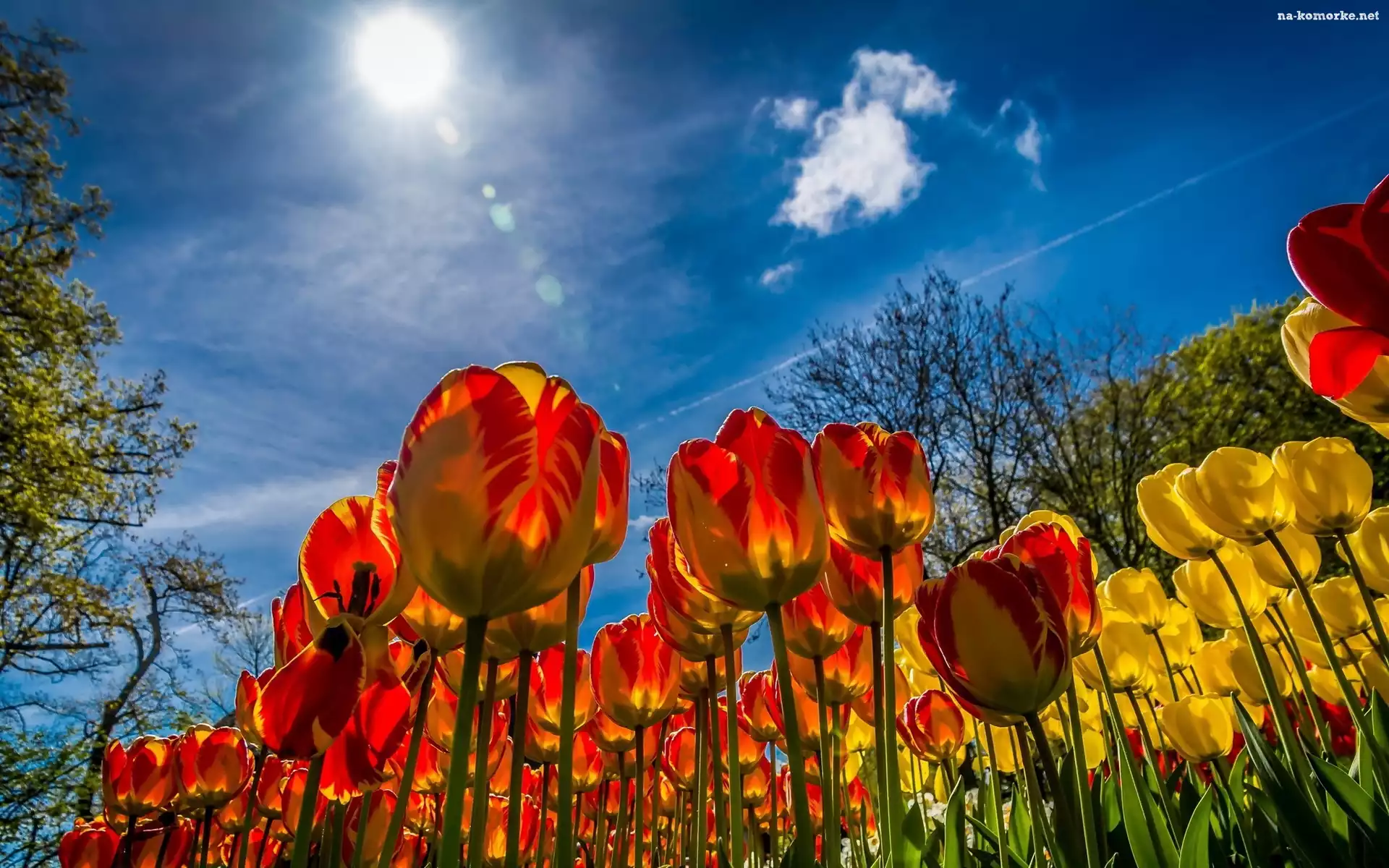 Tulipany, Wiosna, Niebo, Słońce