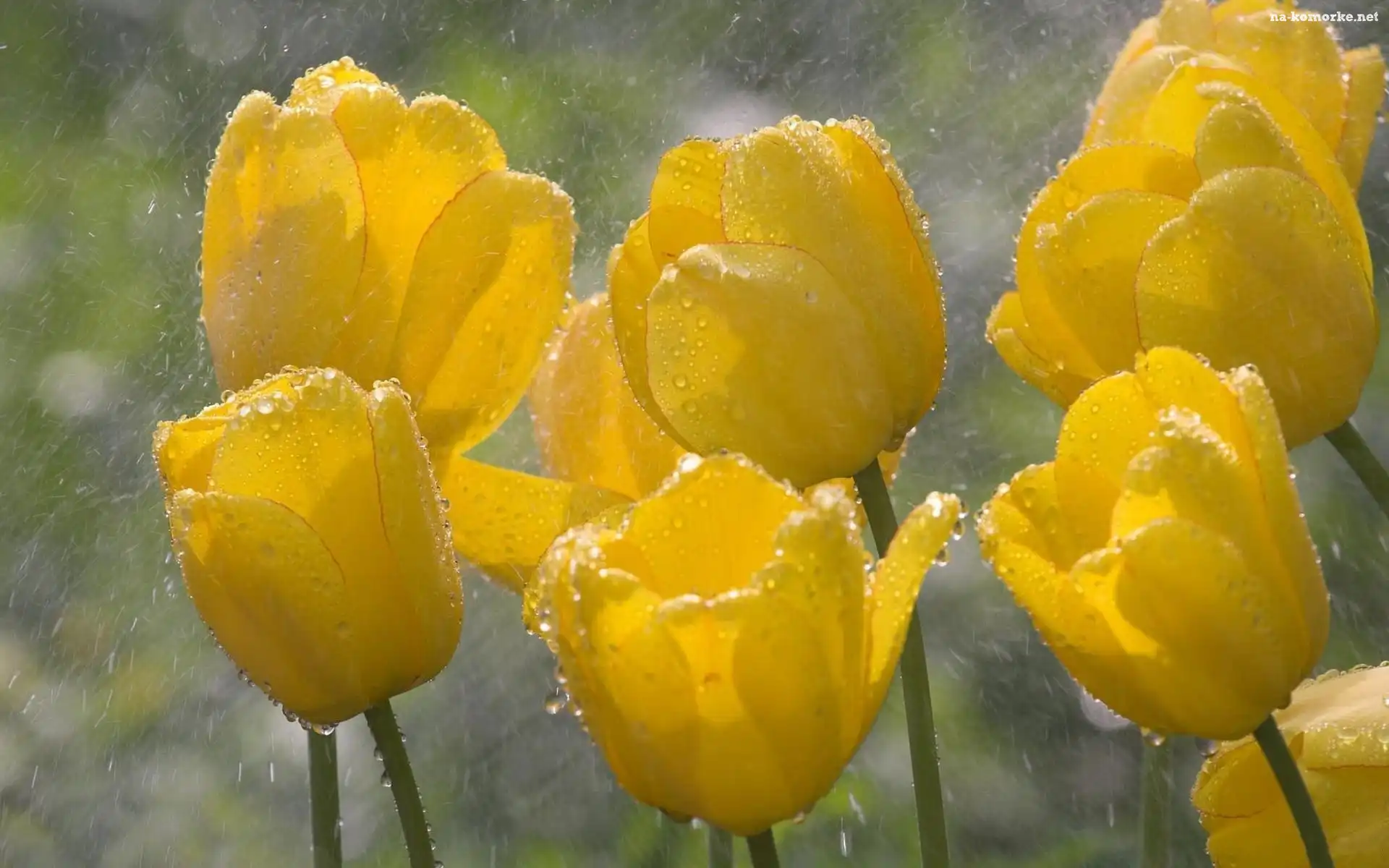 Żółte, Tulipany, Deszcz
